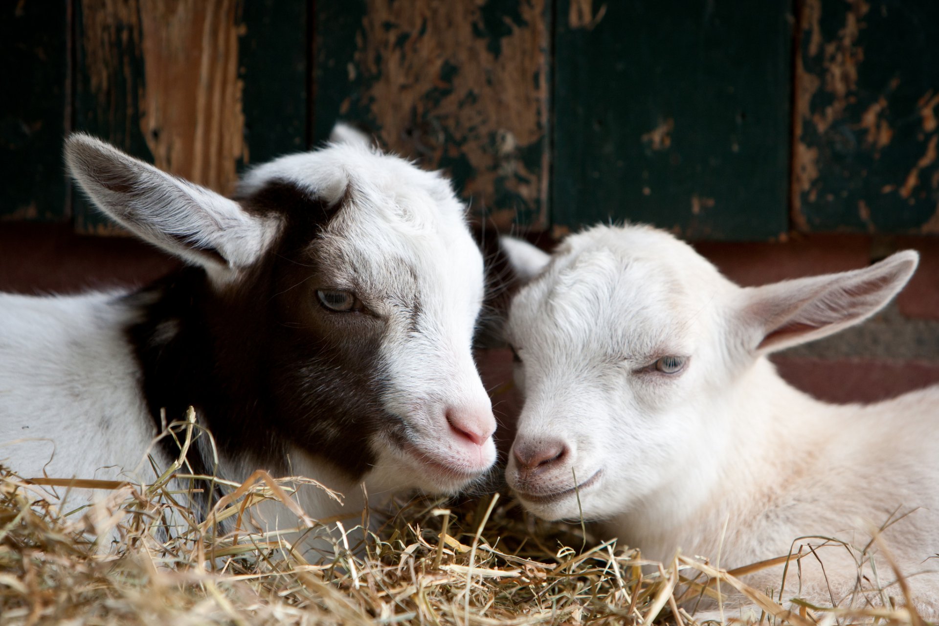 cabras cachorros pareja heno