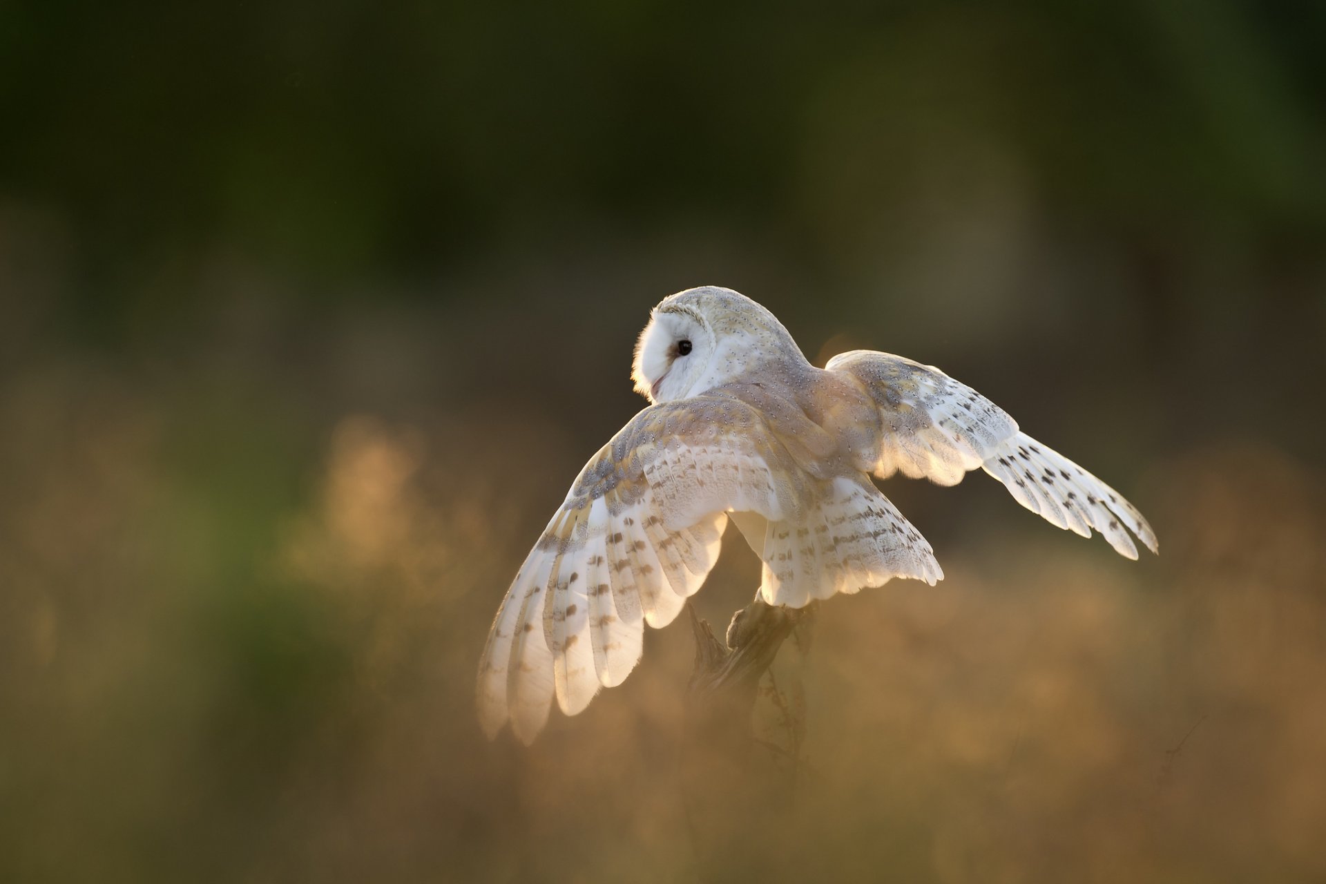 pájaro búho blanco alas