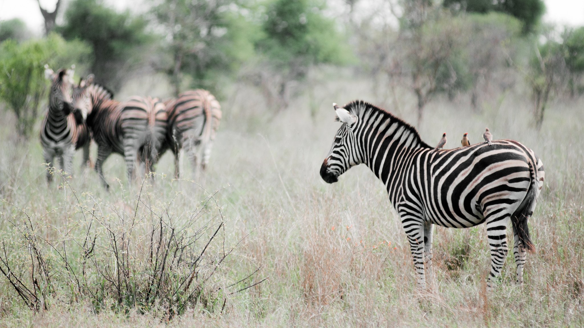 zebra birds effect animals nature