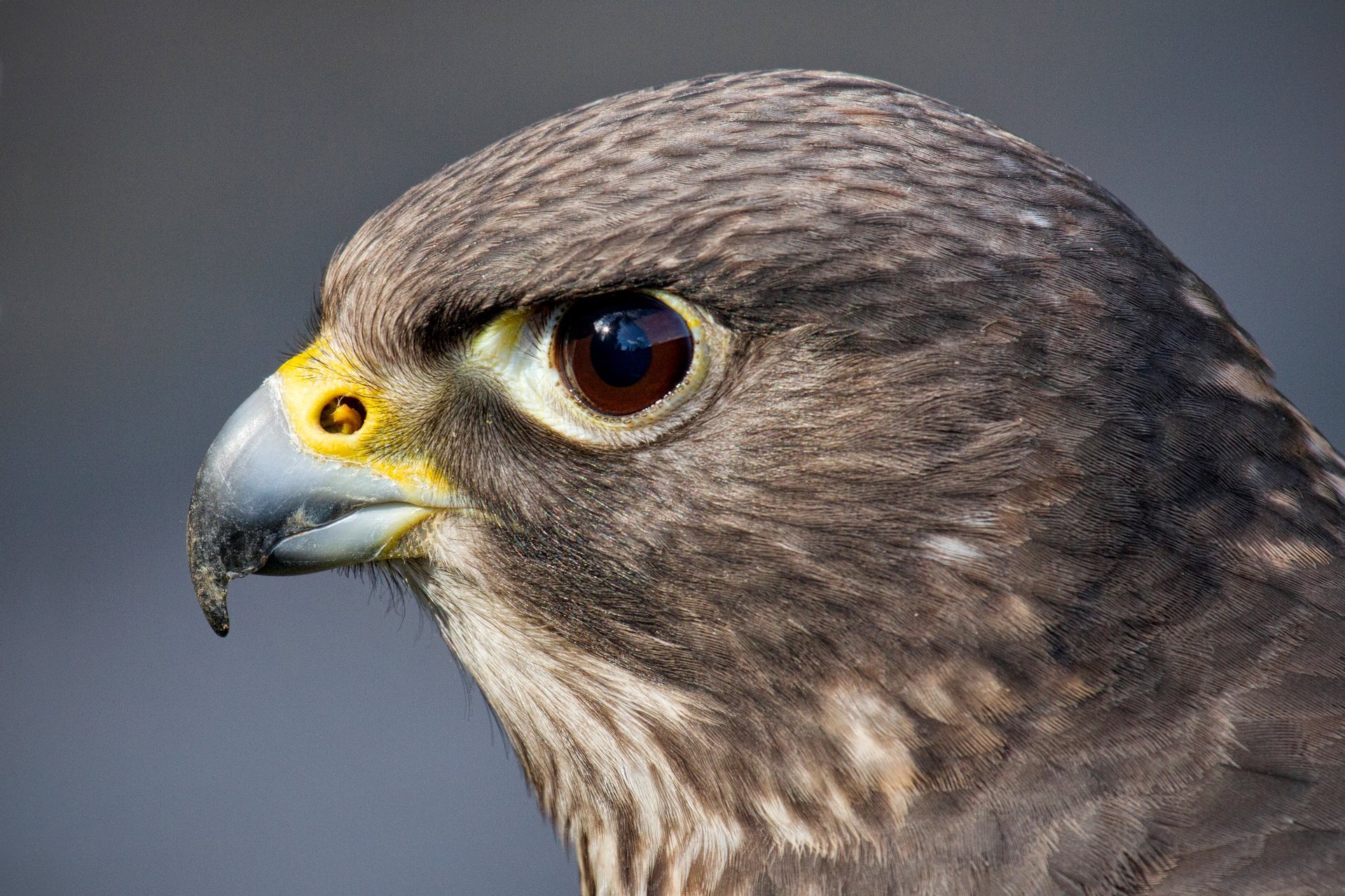 poultry falcon predator head eye view