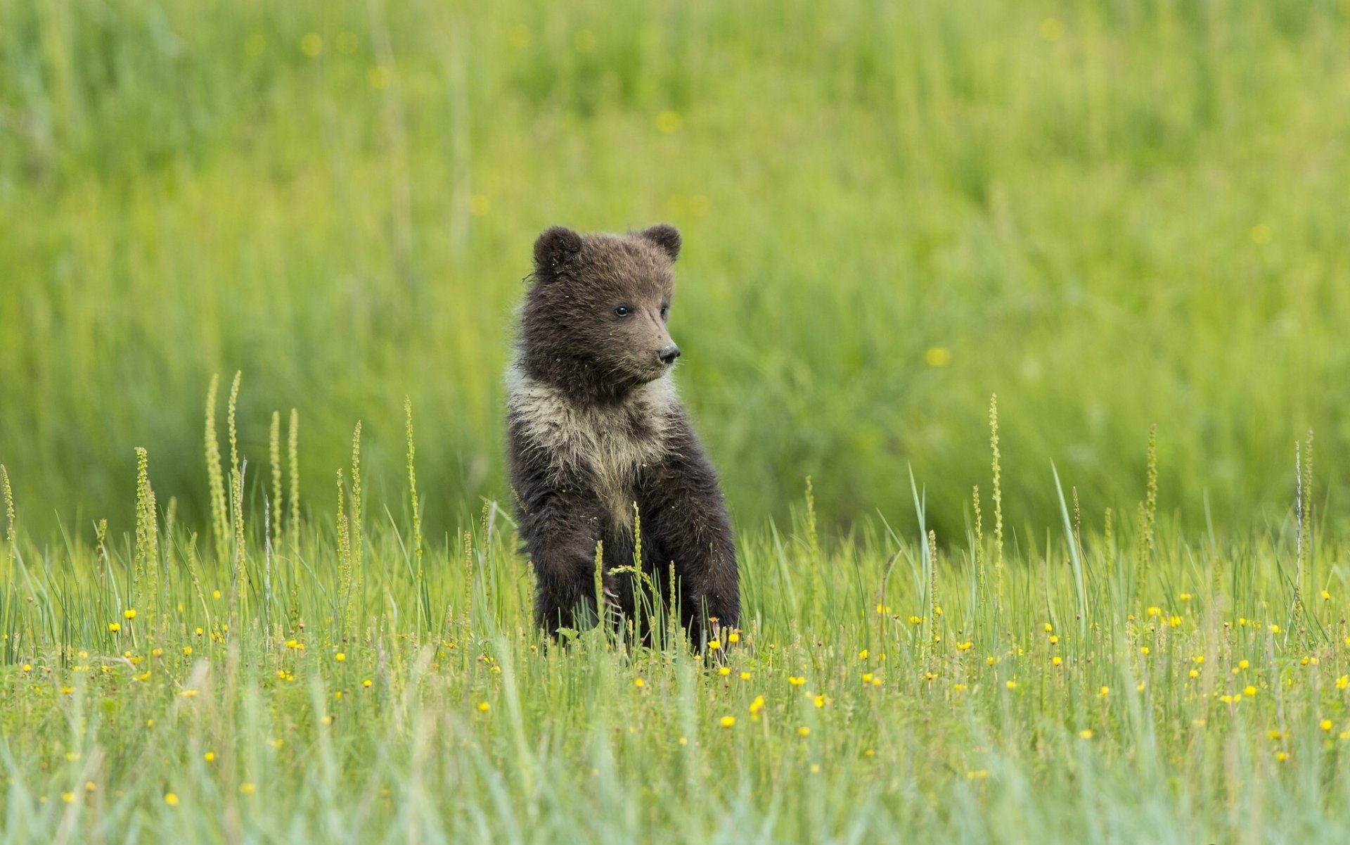 bear bear cub meadow flowers gra