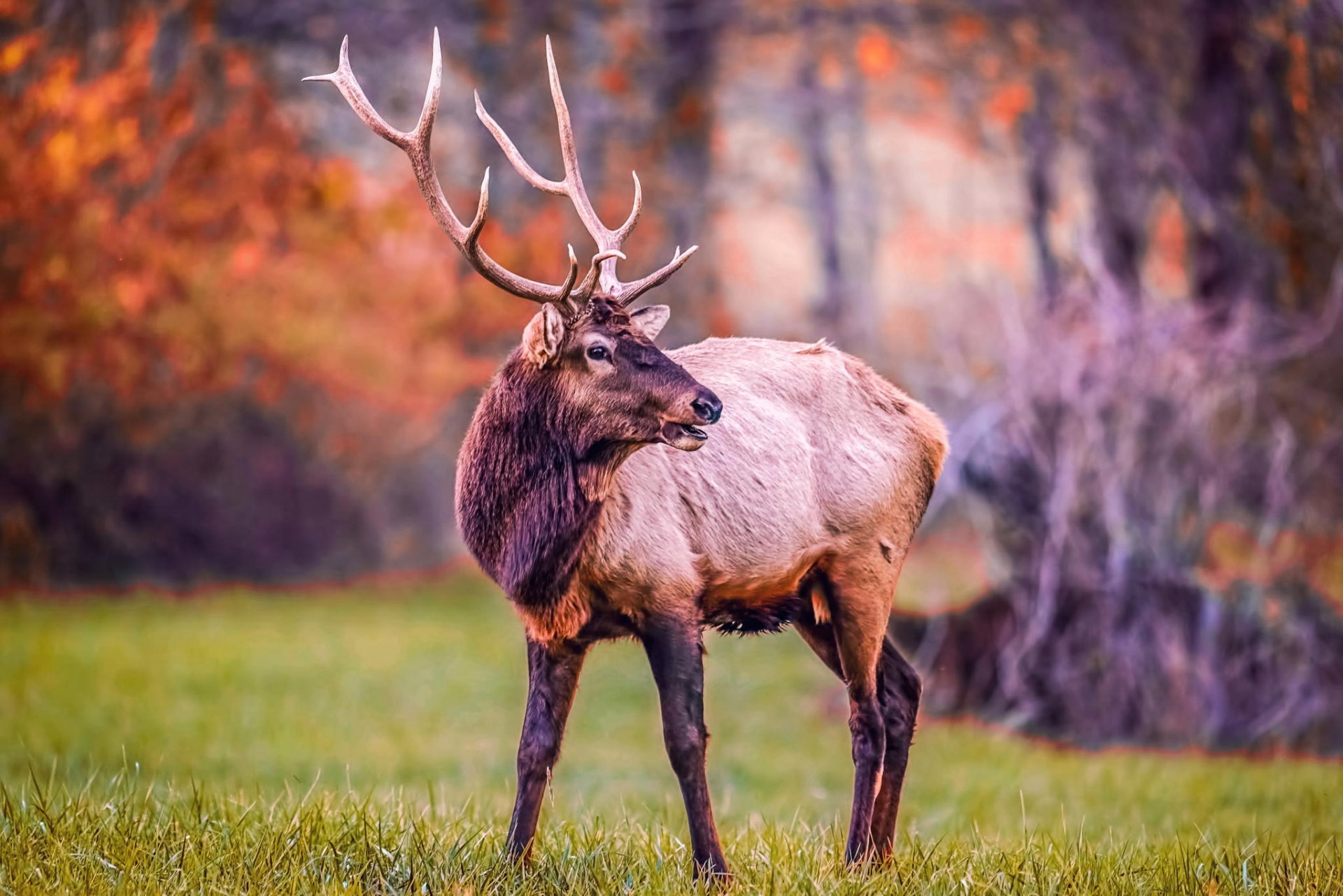 natur wald frühling hirsch hörner tier