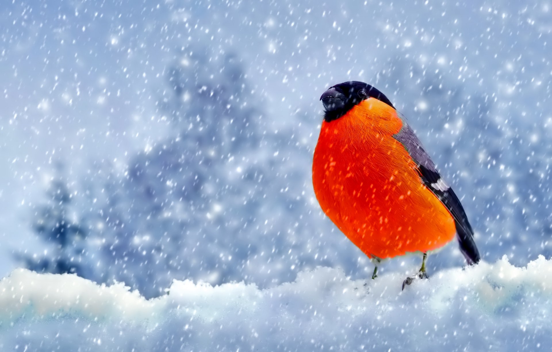 hiver neige oiseau bouvreuil plumes