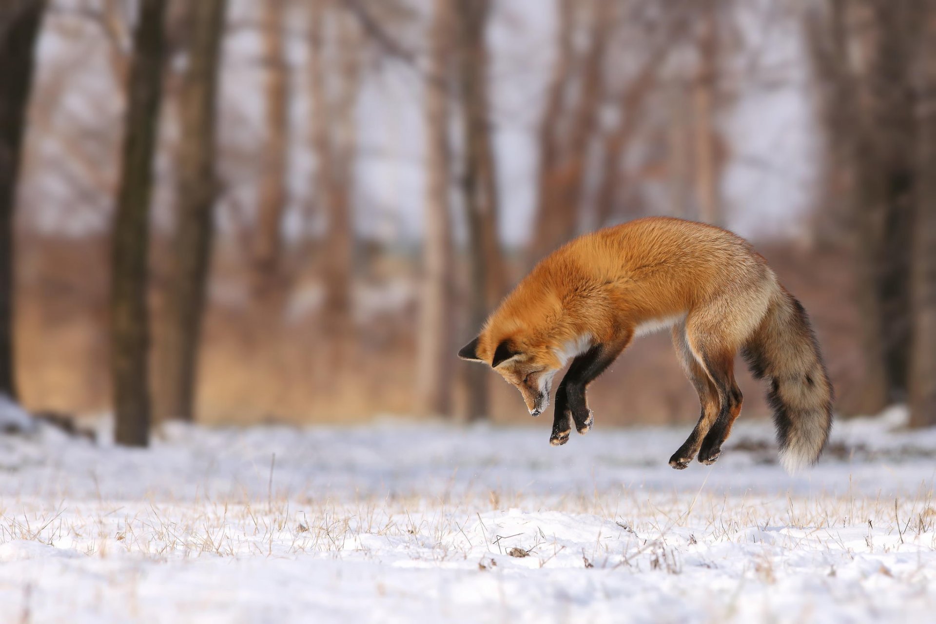 fox jump hunt snow winter field forest tree