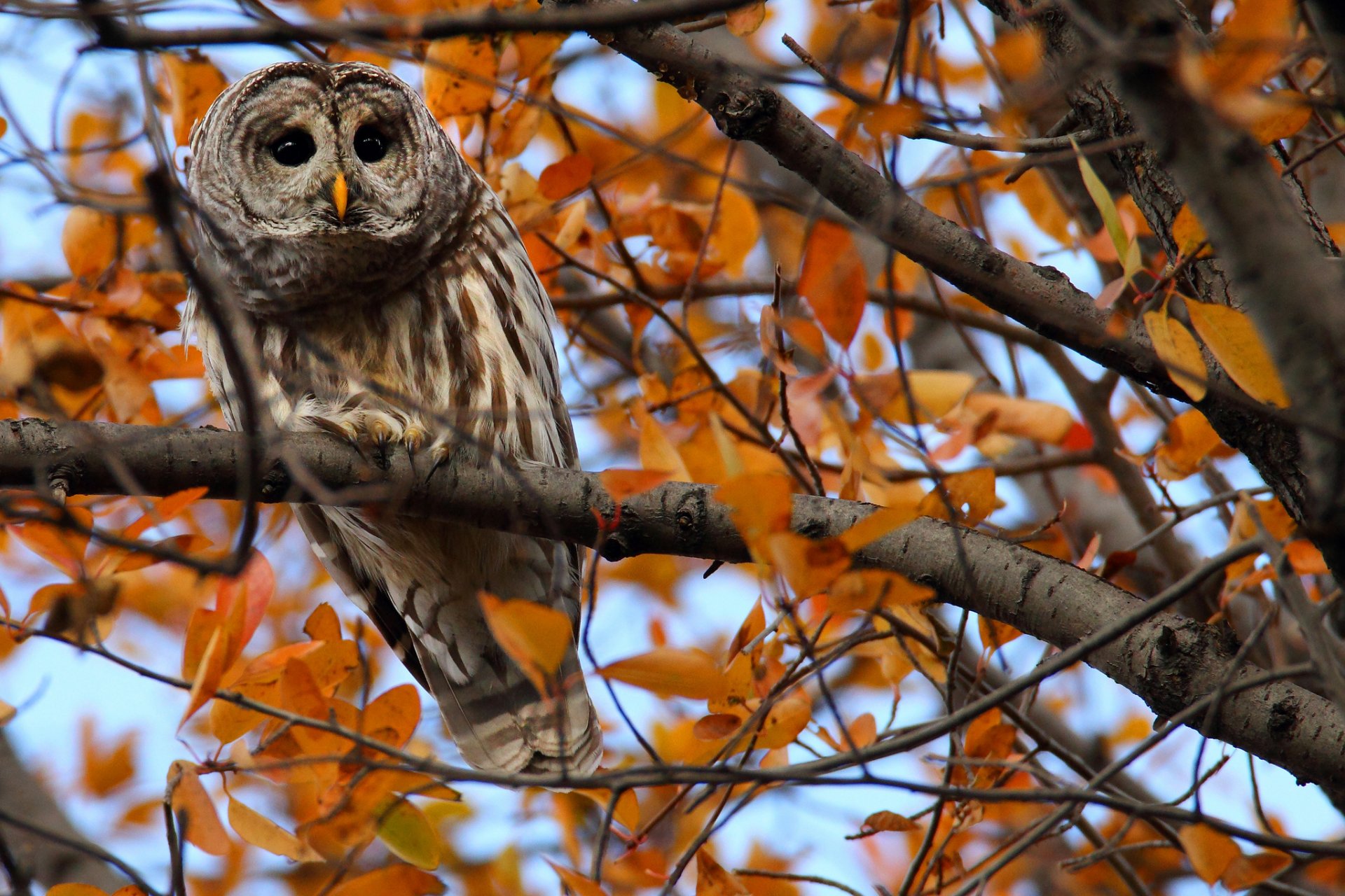 tree branches leaves autumn owl view