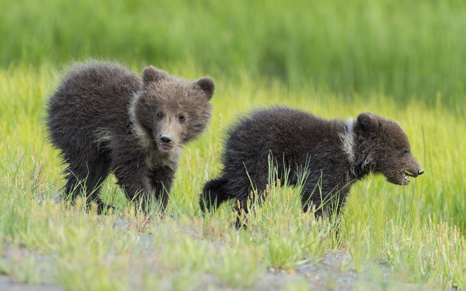 ours oursons jeunes enfants en bas âge herbe