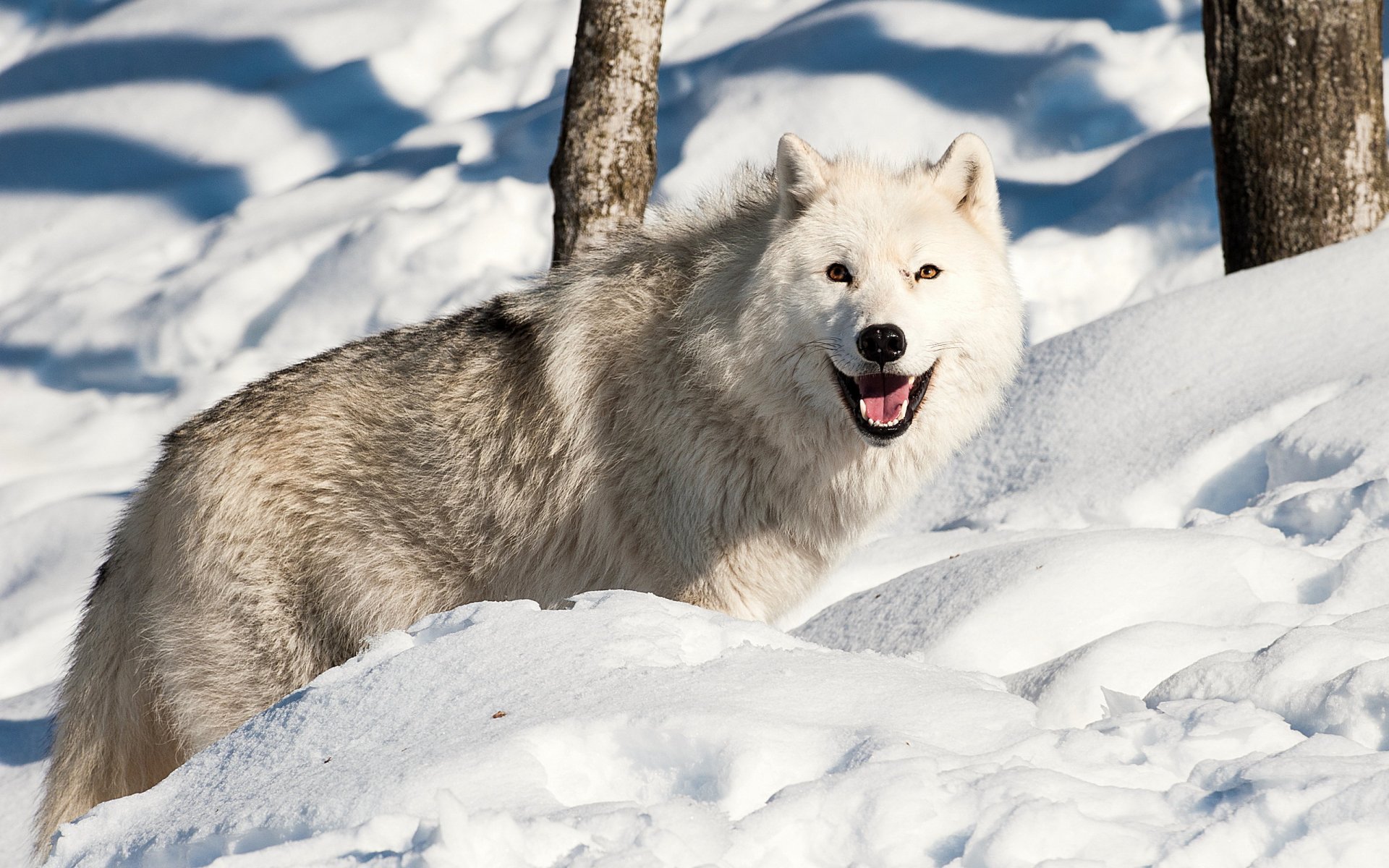 lobo invierno nieve