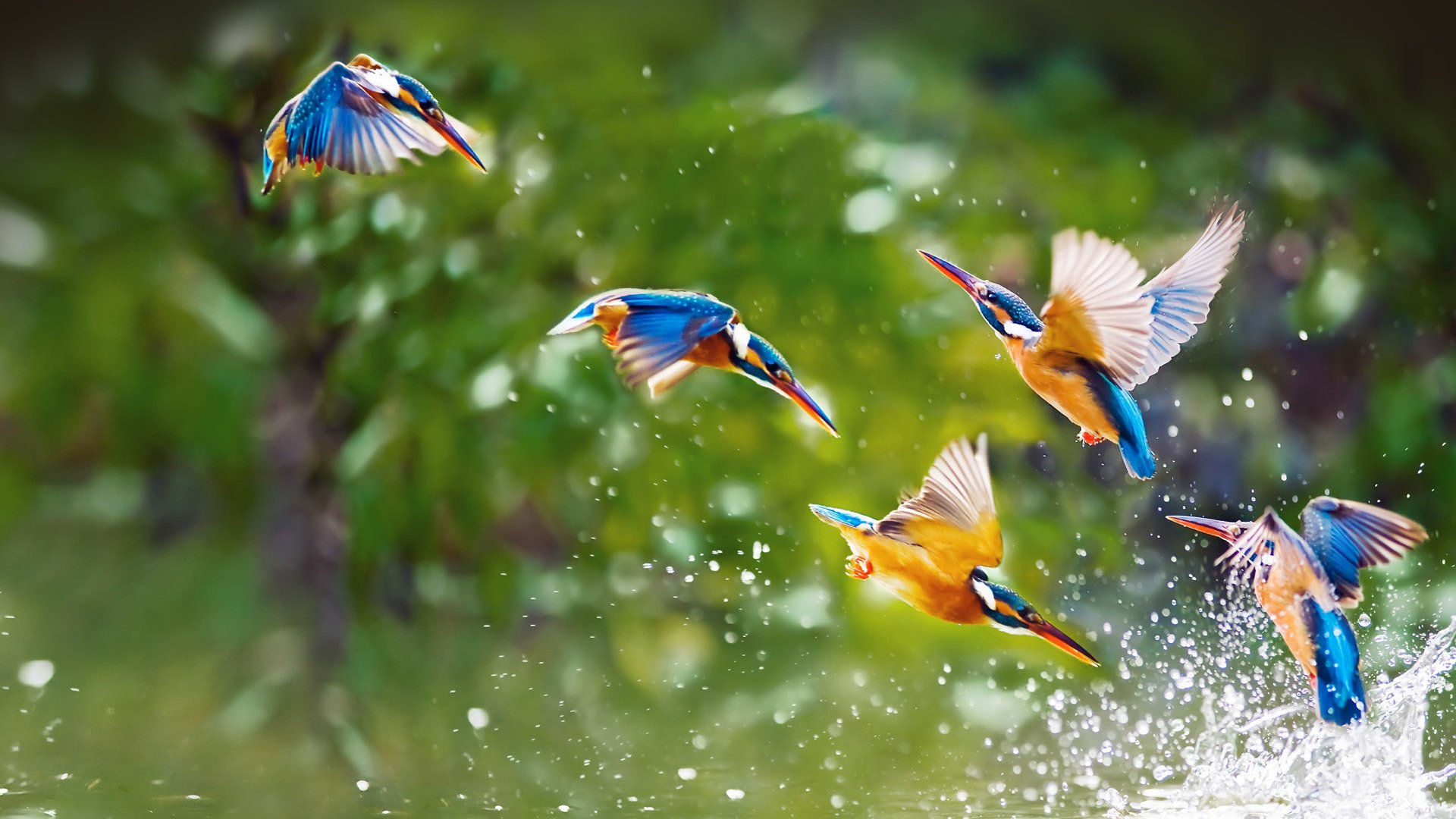 aves agua salpicaduras alas vuelo bandada