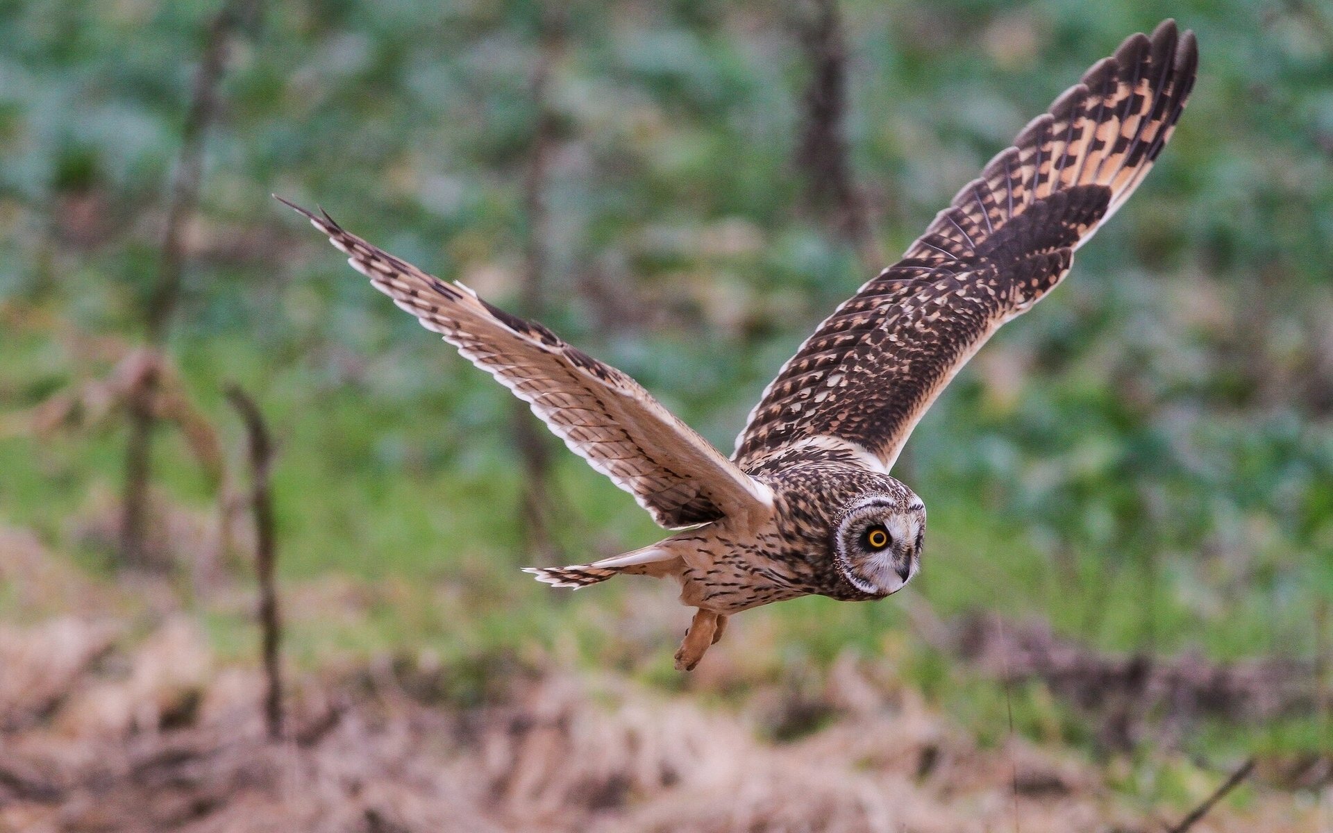 hort-eared owl wing