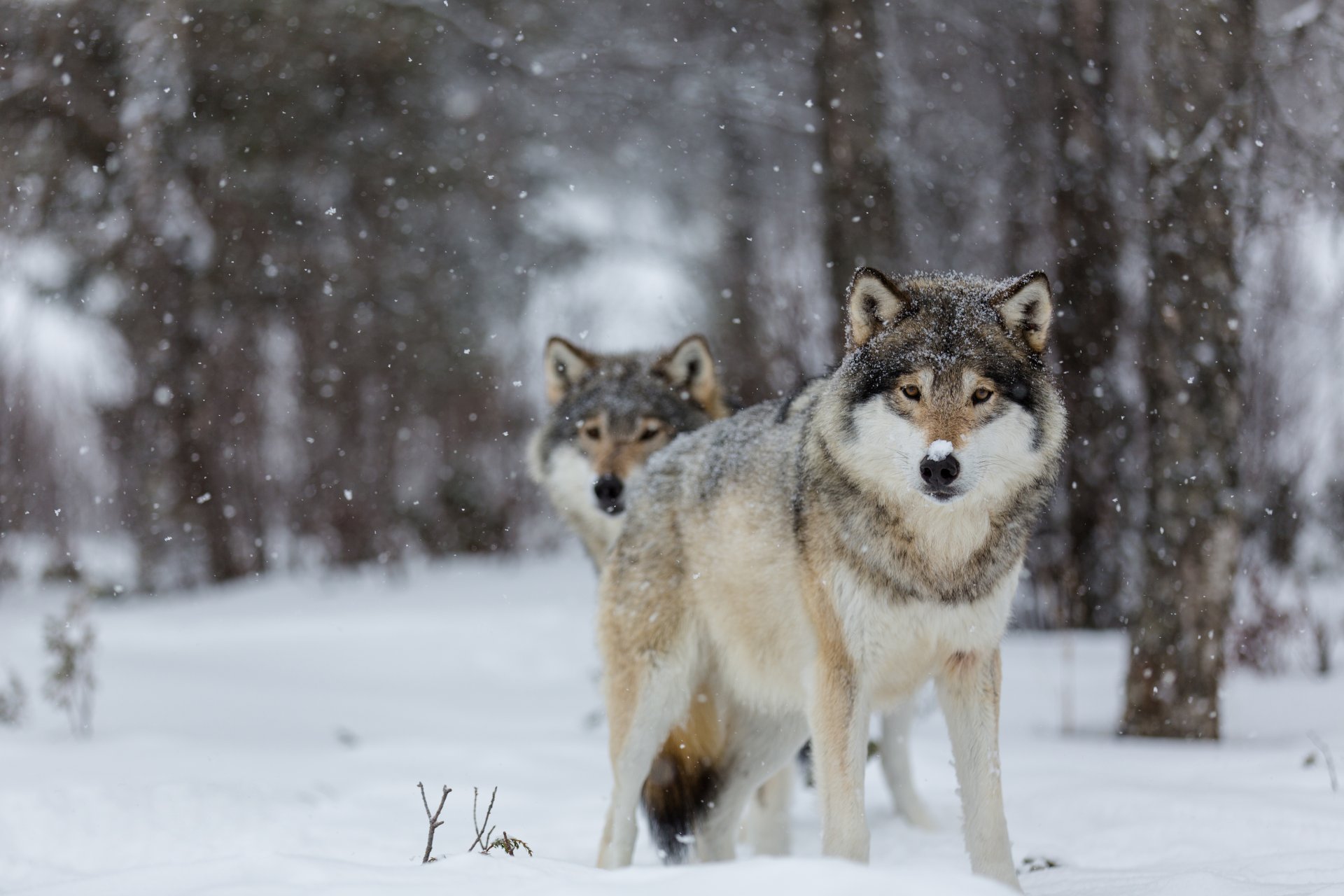 loups yeux neige arbres bokeh