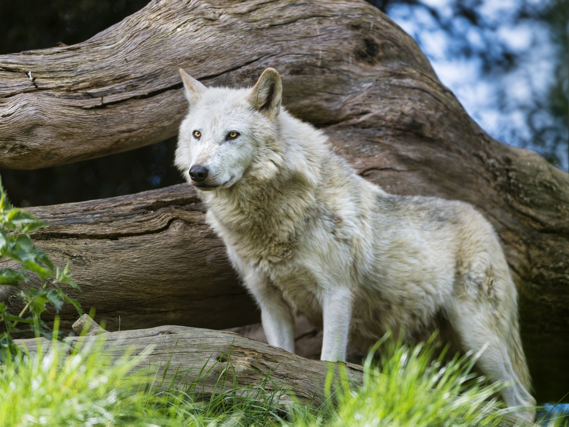 wolf predator grass snag view © tambako the jaguar