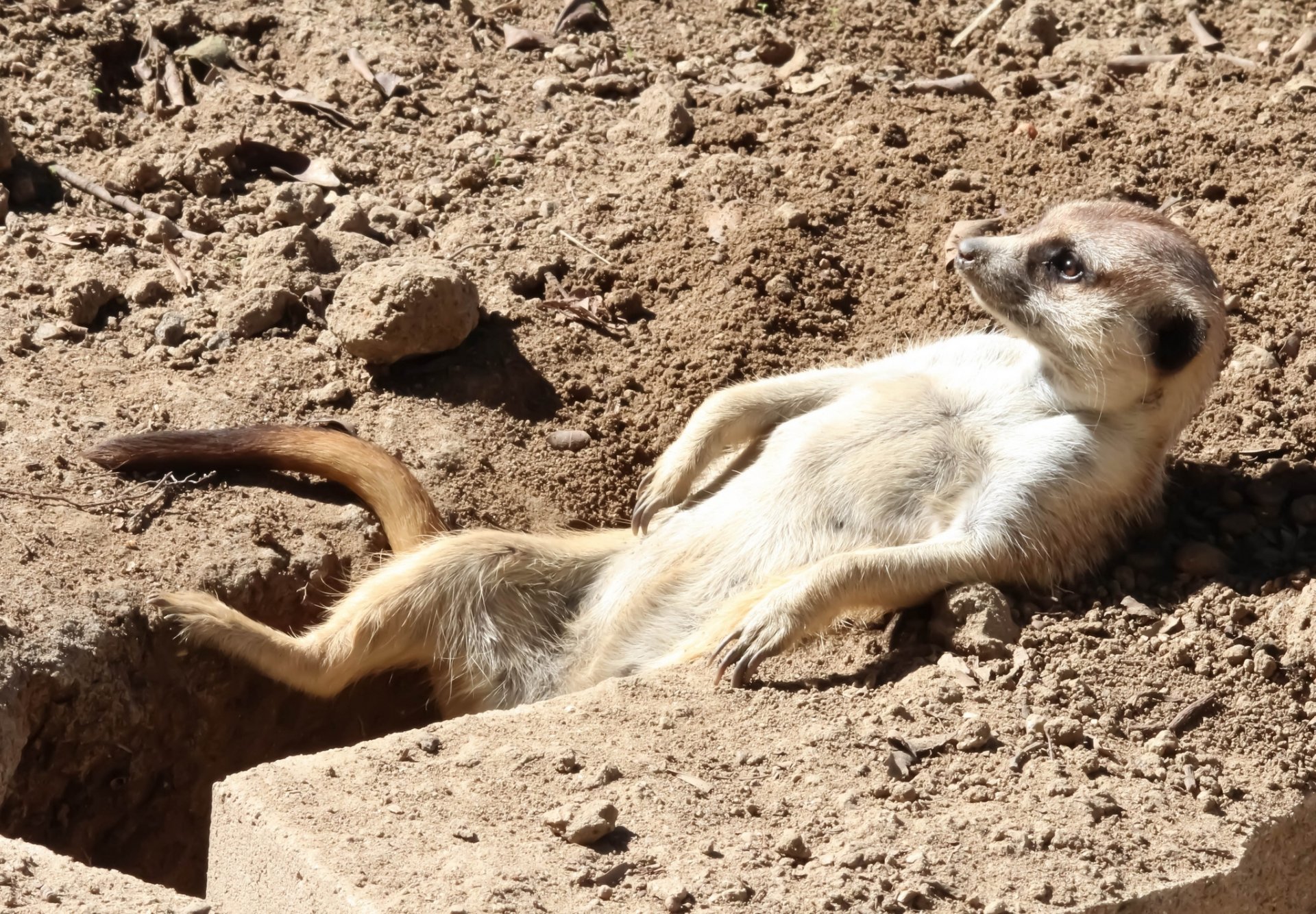 suricata baños de sol relax relax nora