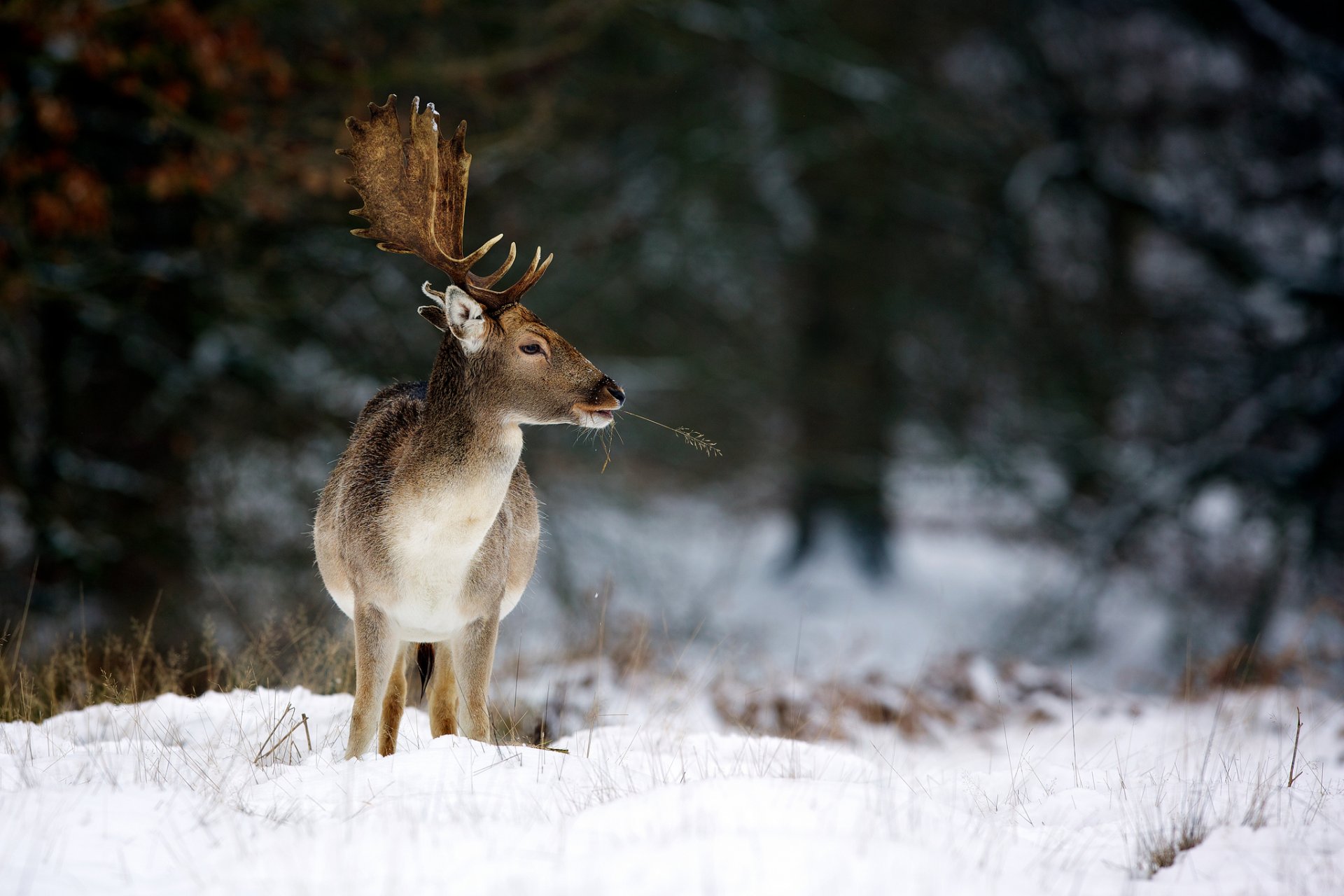 cerf nature hiver bois