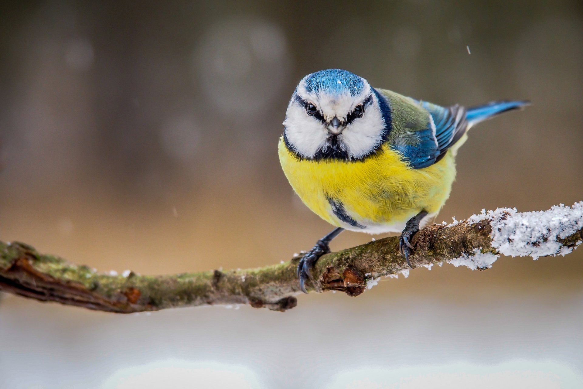 poultry tit branch feathers flowers winter