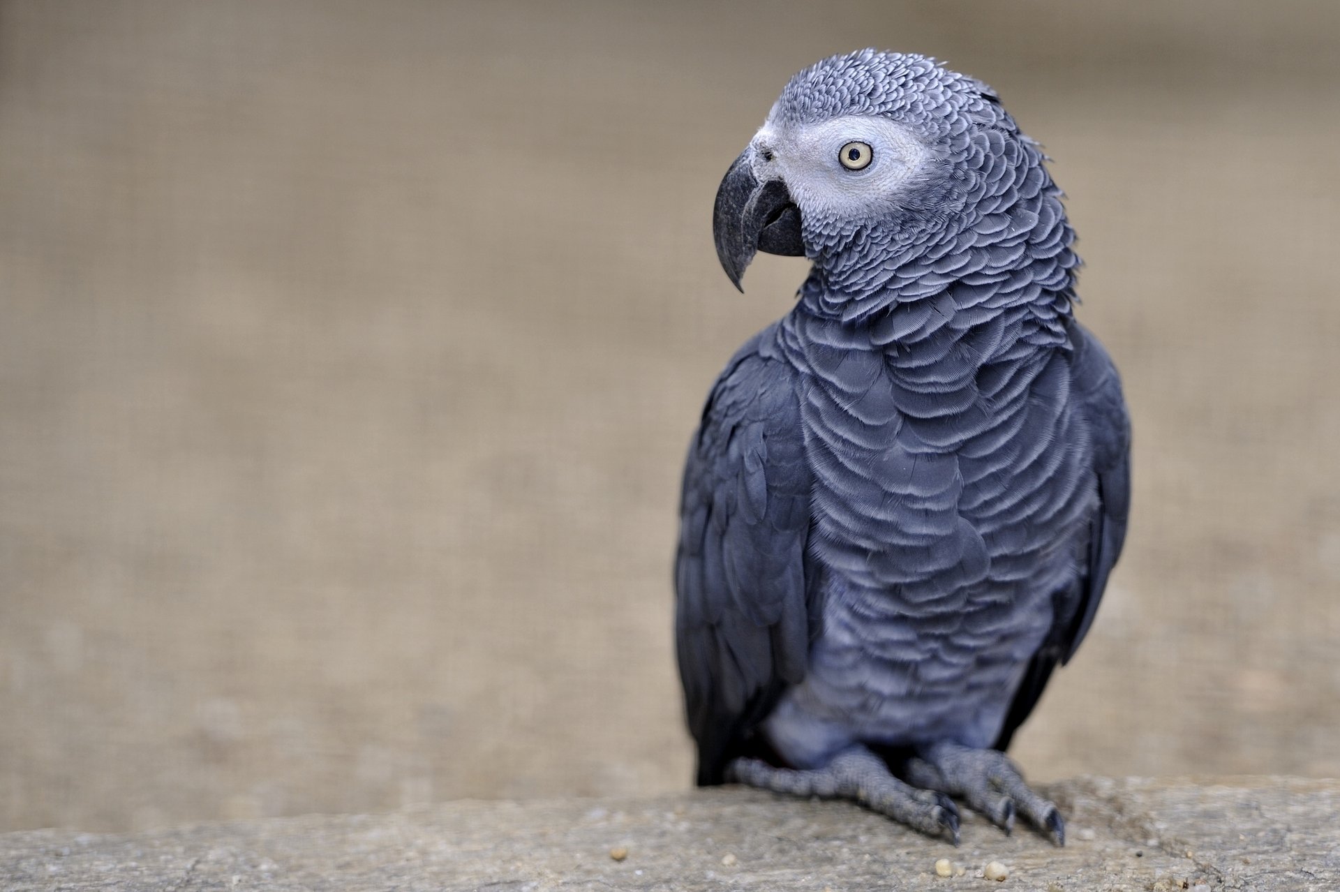 perroquet jaco oiseau