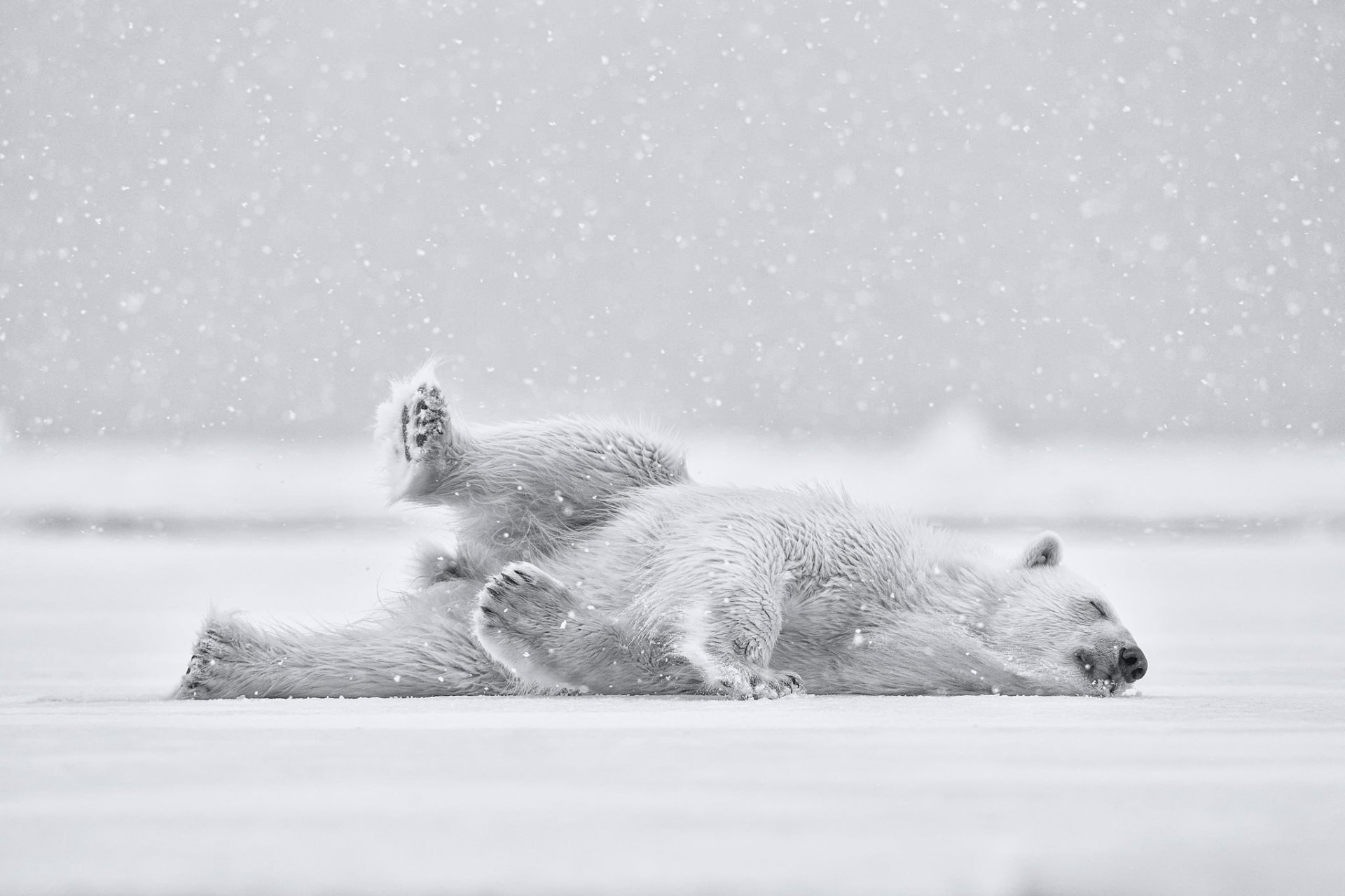 ours polaire ours en peluche neige