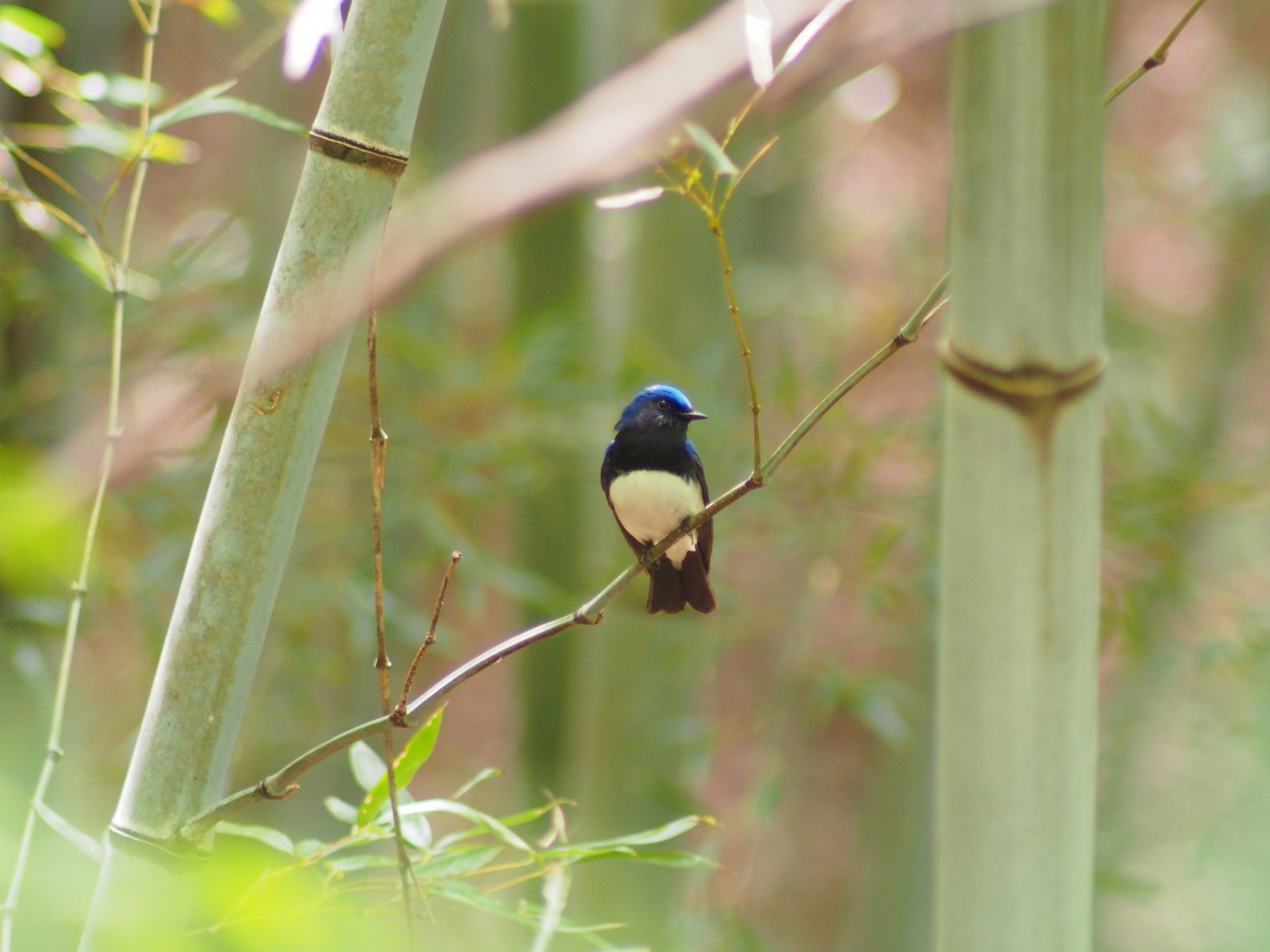 bamboo branch poultry flycatcher