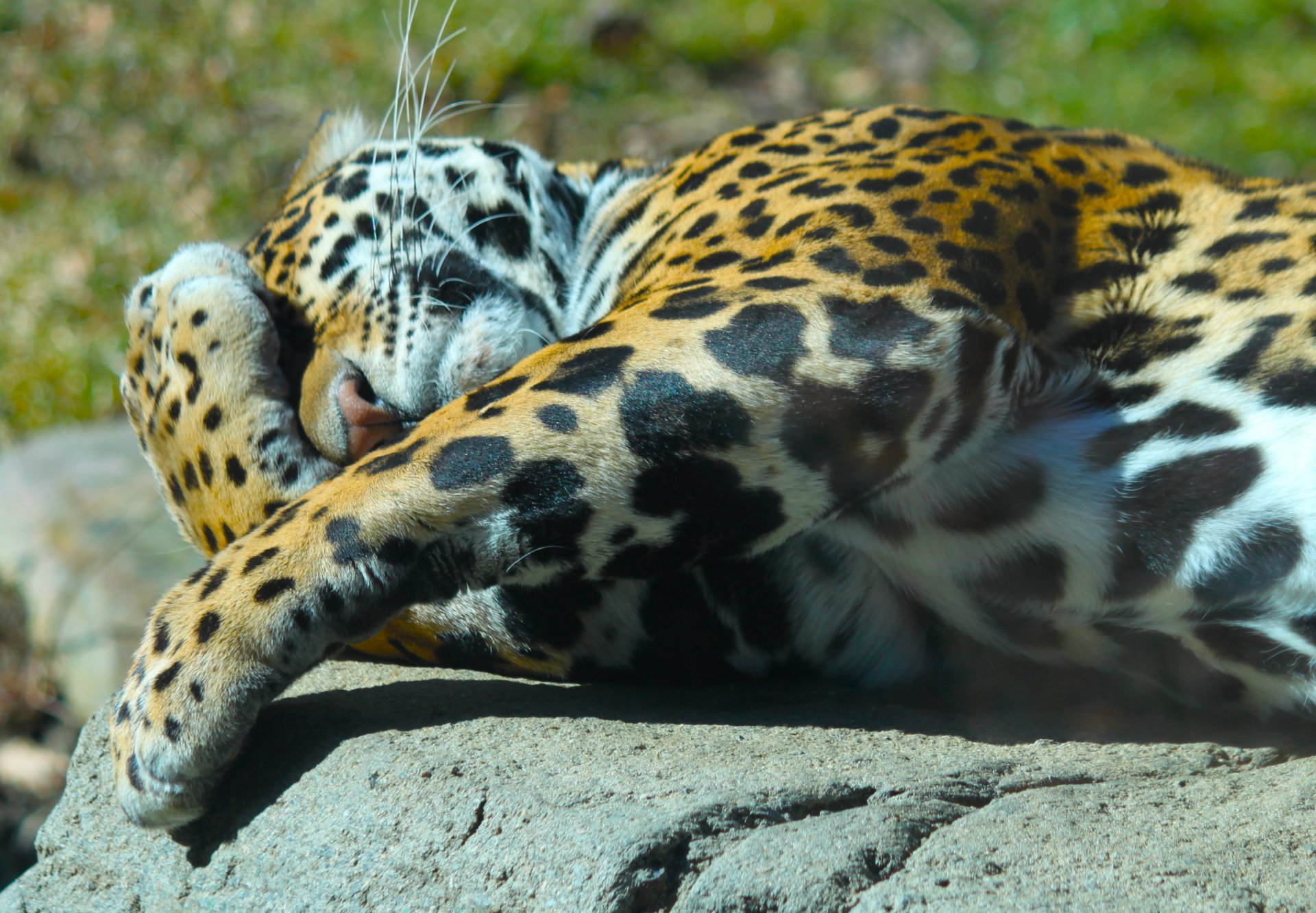 zwierzę .drapieżnik jaguar leży łapy pysk. natura słońce