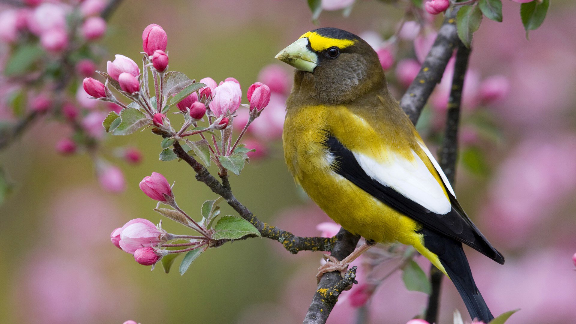 oiseau bec branche fleurs printemps nature