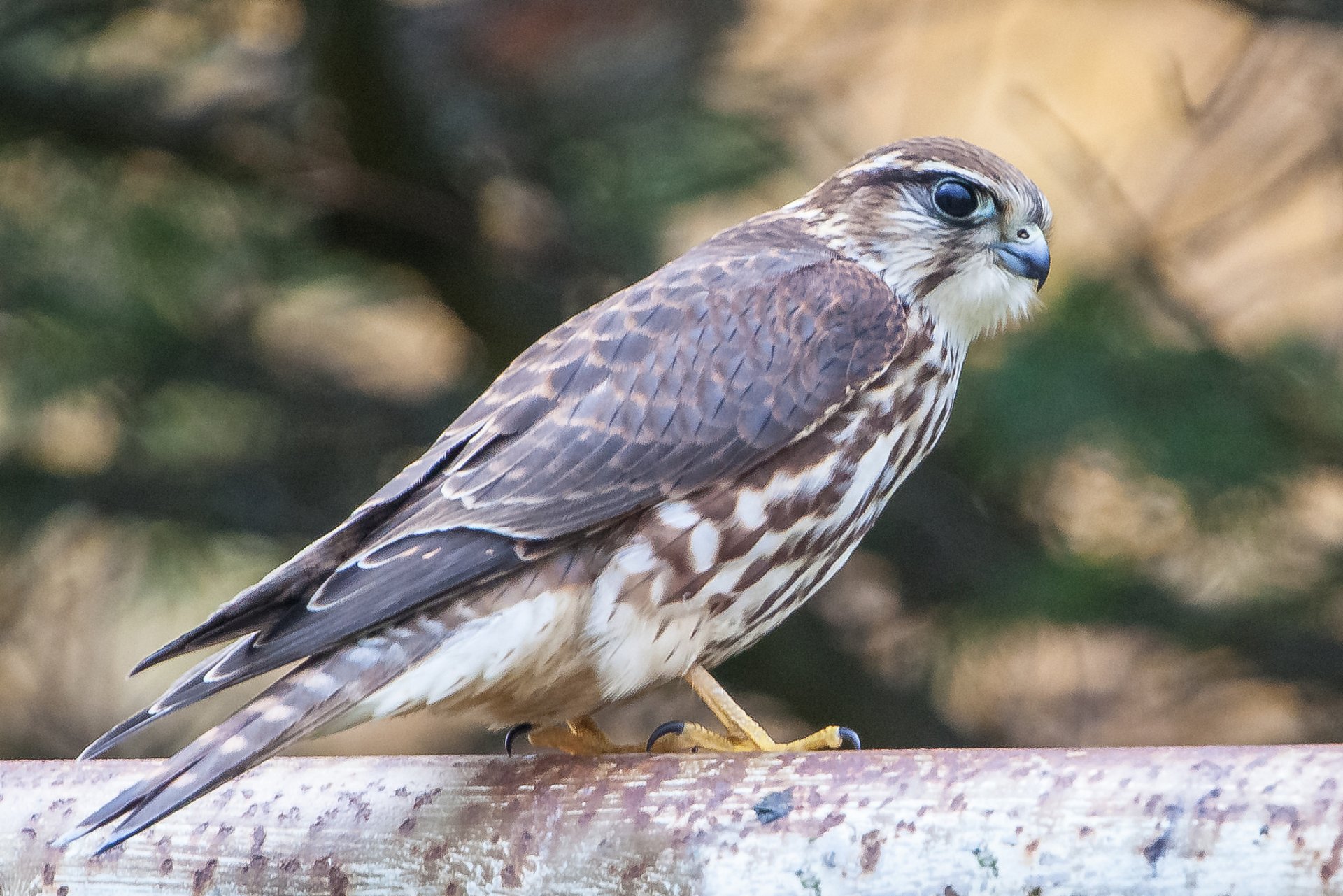 falke vogel raubtier profil blick