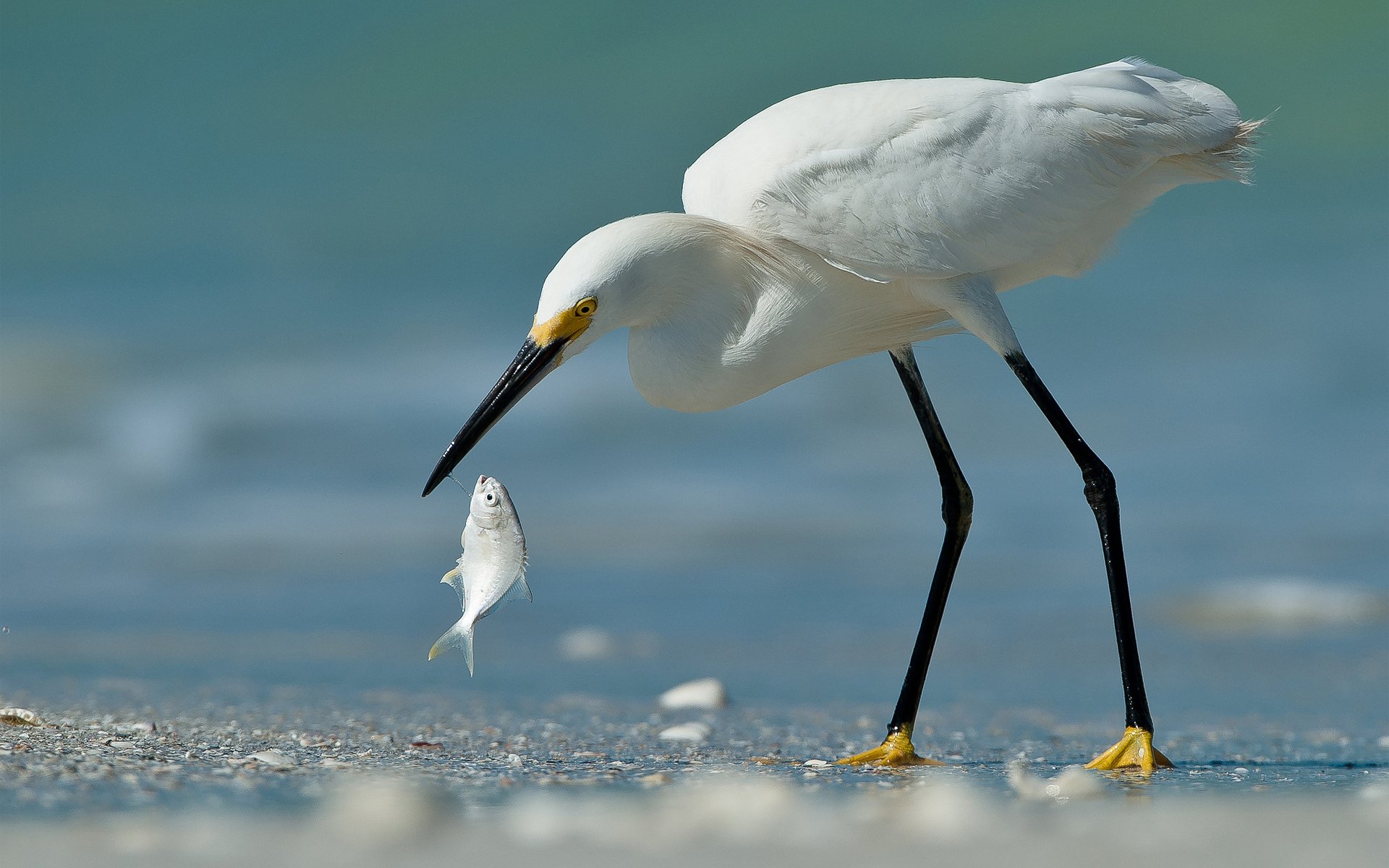 poultry heron fish catch sand white