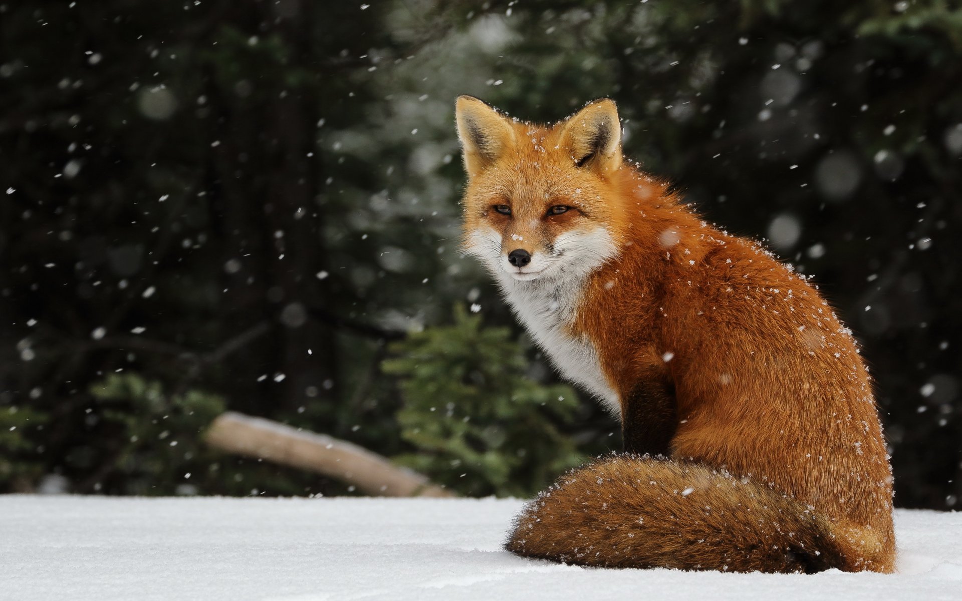 invierno nieve nevadas copos de nieve zorro zorro pelirroja