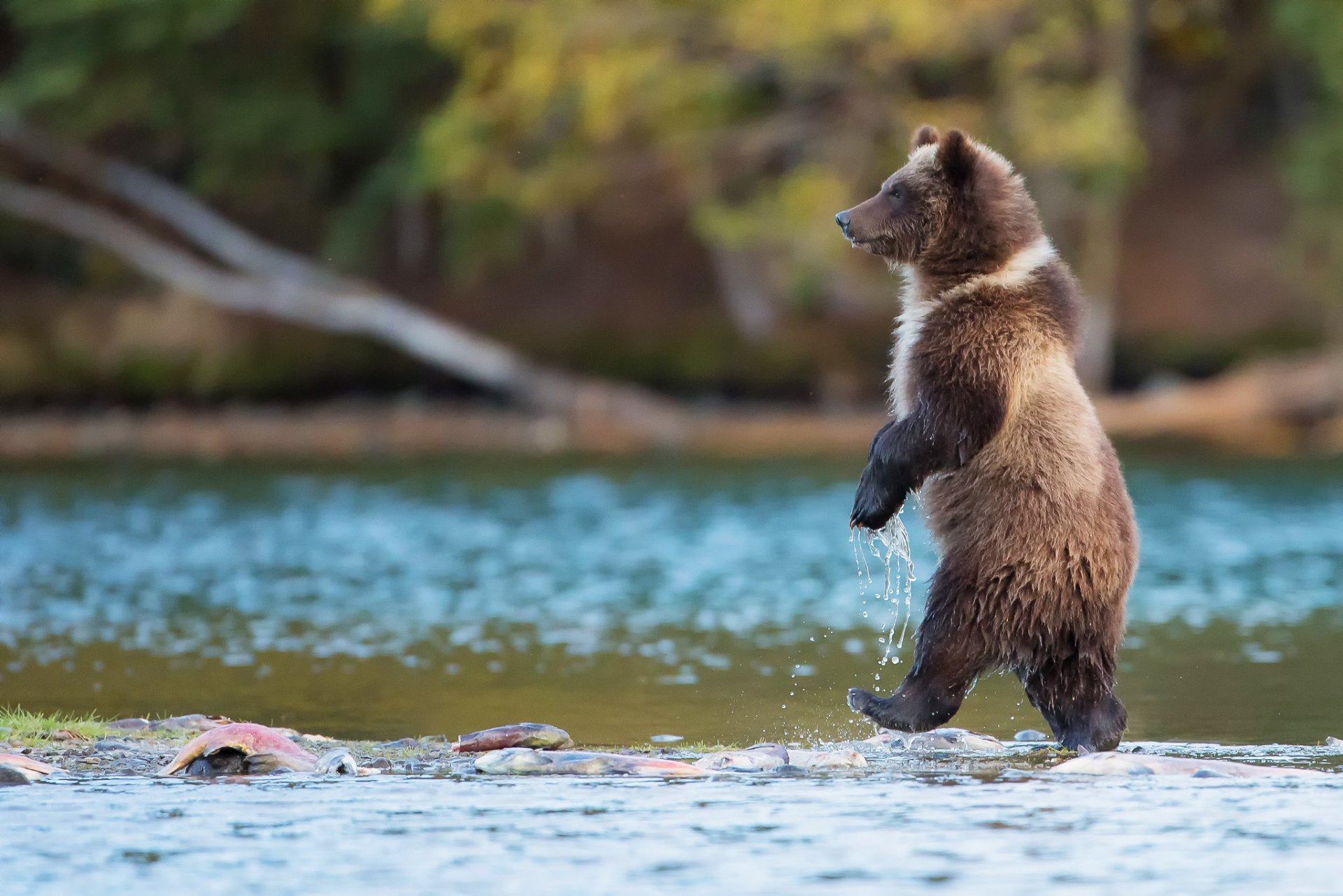 bär grizzly raubtier gehen kanada fluss wasser fisch natur