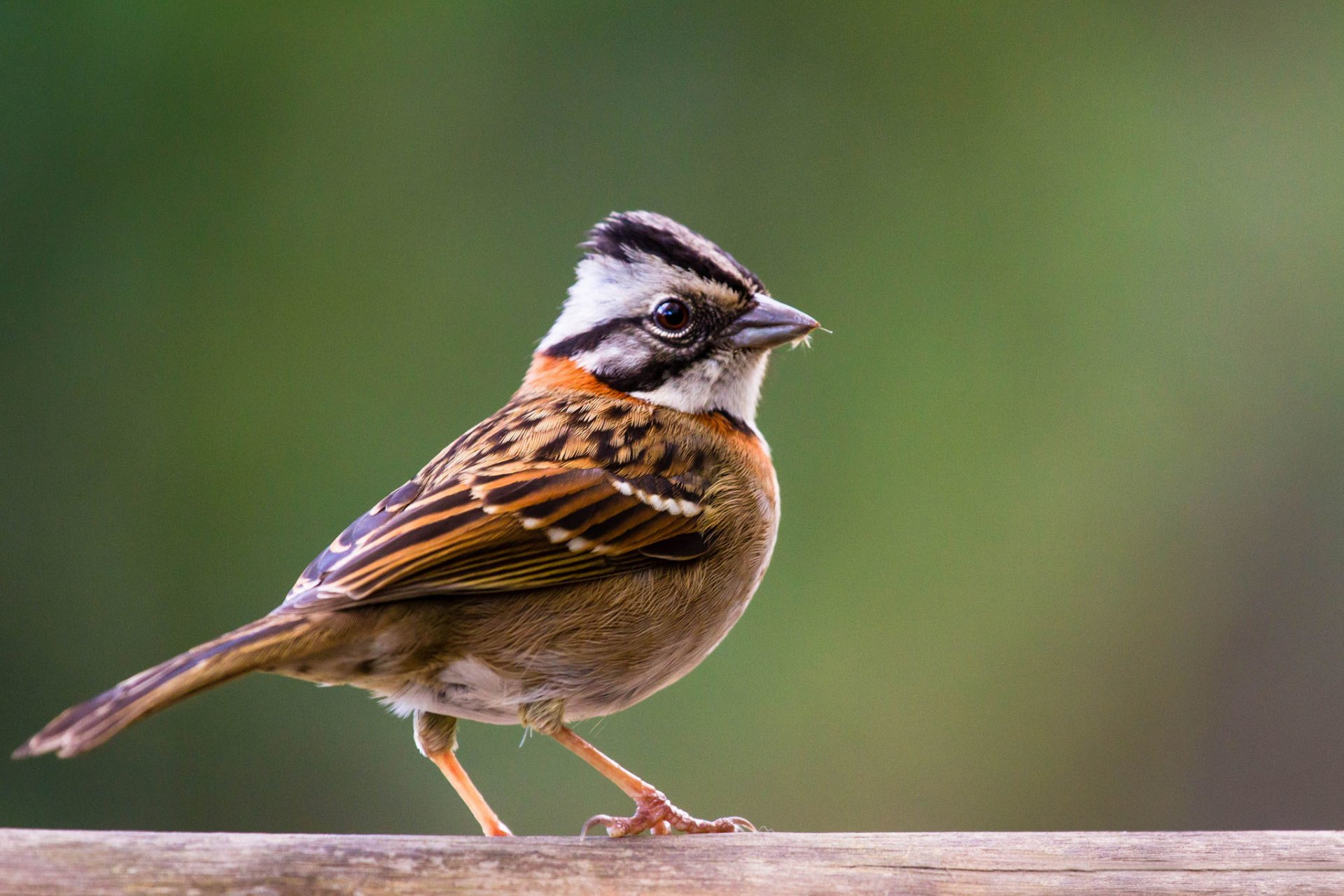 poultry sparrow background