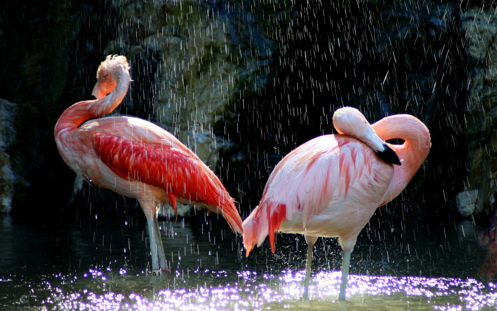 uccelli fenicotteri acqua rosa becco