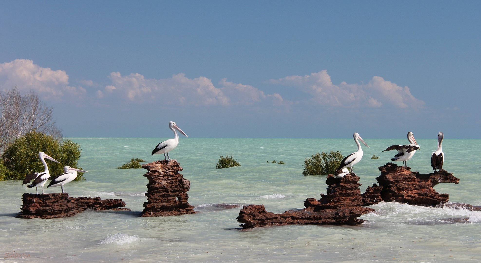 australia pelicans birds sea