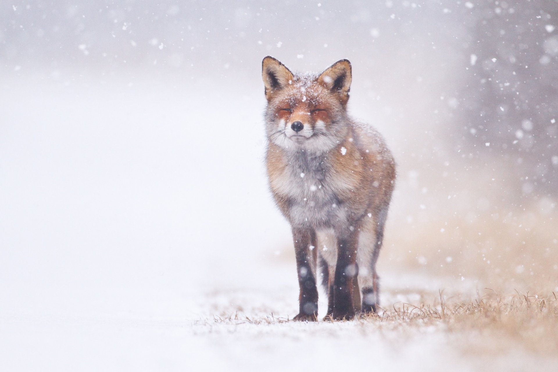 zorro frunciendo el ceño nieve