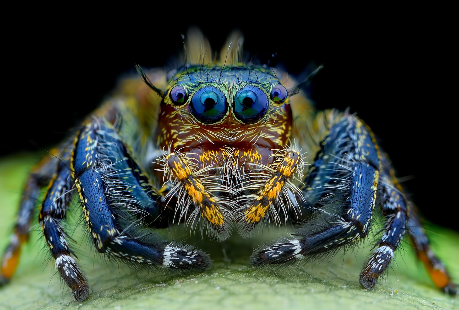 araña saltador peludo ojos mirando