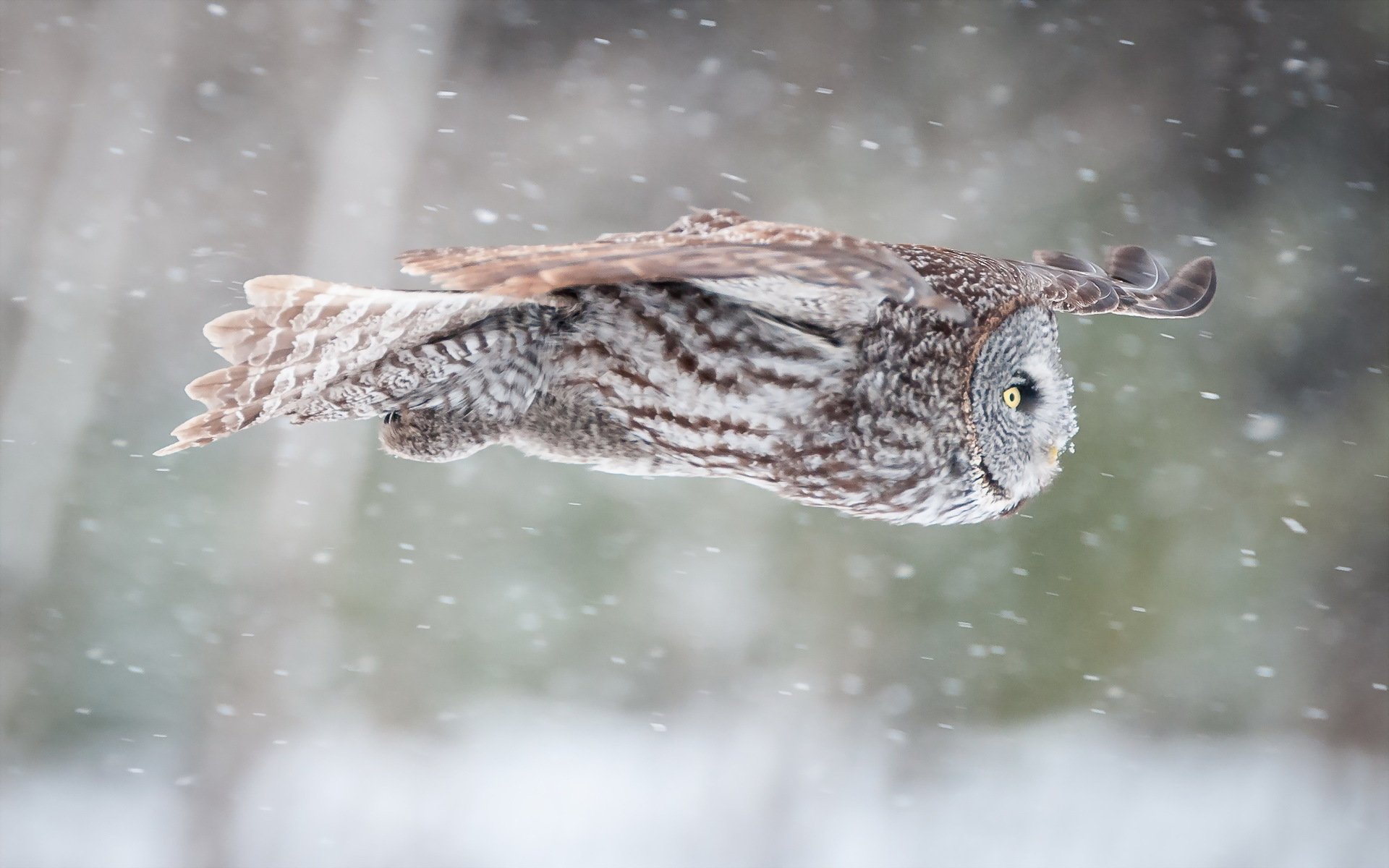 vogel eule natur