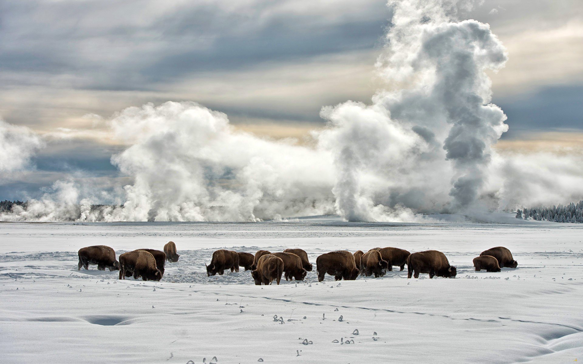 winter schnee ebene feld horizont himmel wolken frost bison bisons