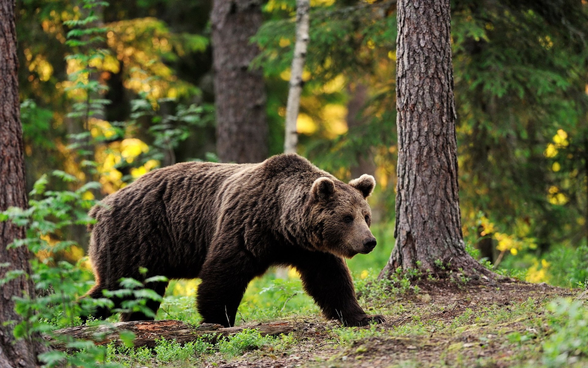 animali orso bruno passo passo passeggiata foresta alberi fogliame sfocatura