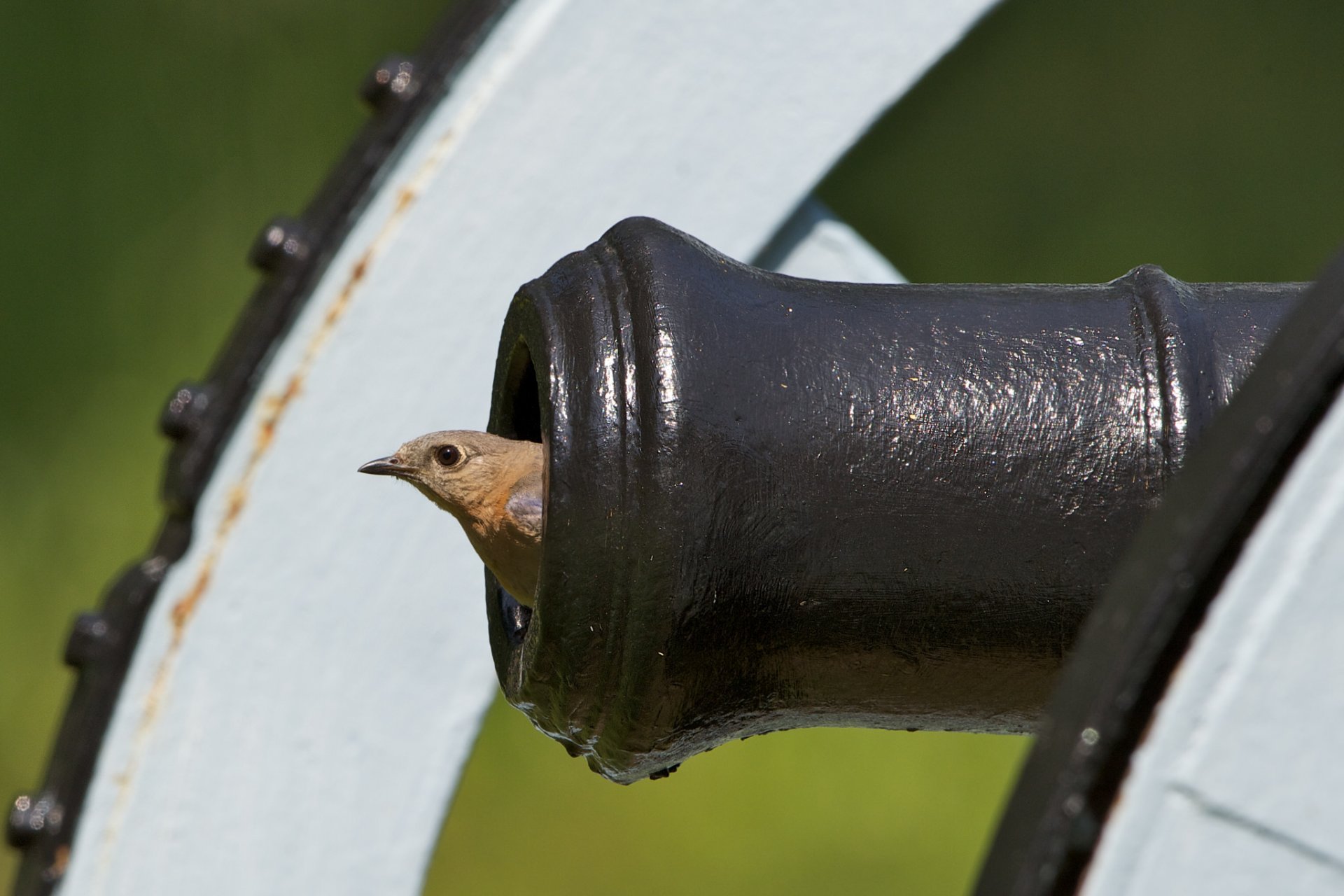 pájaro cañón cañón arma