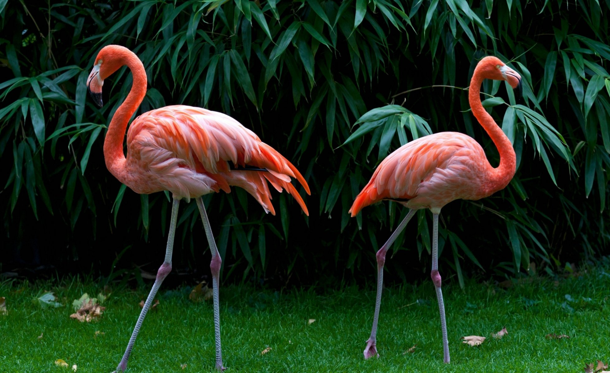 oiseau flamant plumes herbe feuilles nature