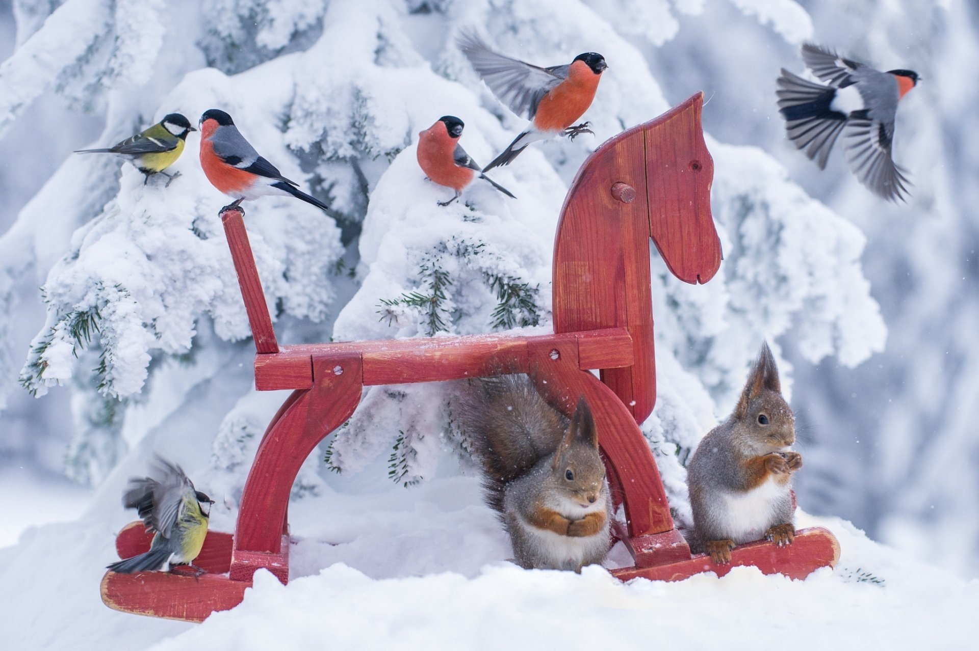 amy scoiattolo uccelli tit situazione foresta natura giocattolo cavallo cavallo jørn allan pedersen animale ciuffolotto freddo norvegia neve hd