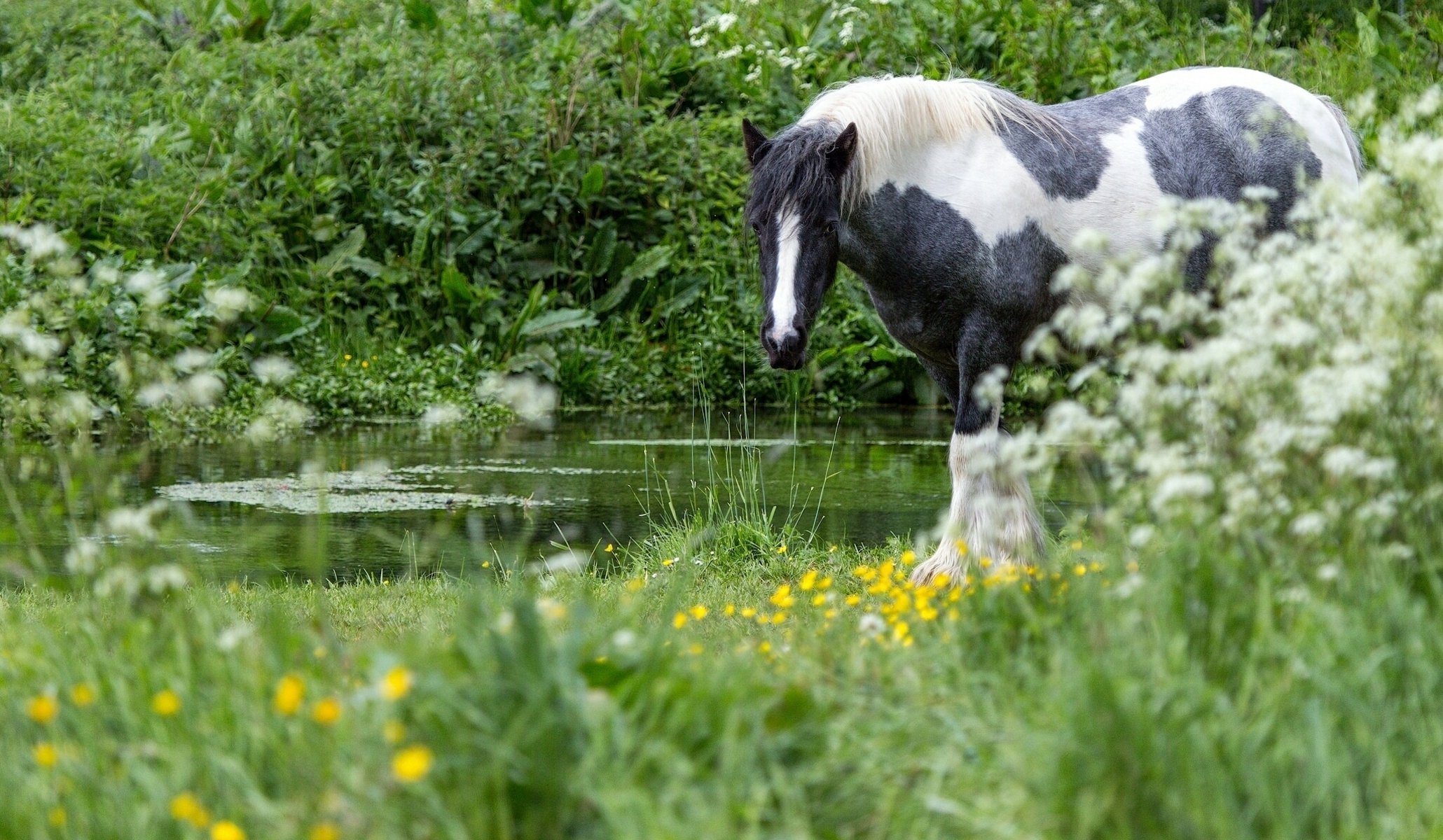 cavallo acqua erba