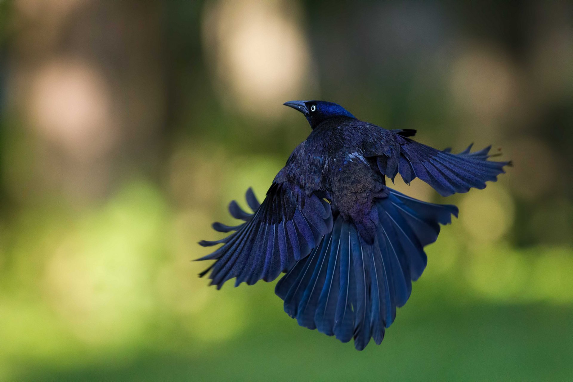 pájaro vuelo fondo reflejos