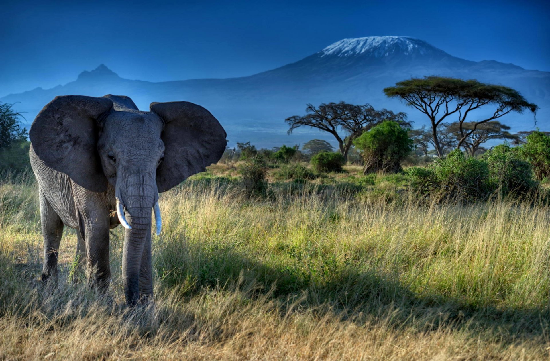 elephant animals ears tusks trunk africa nature grass tree