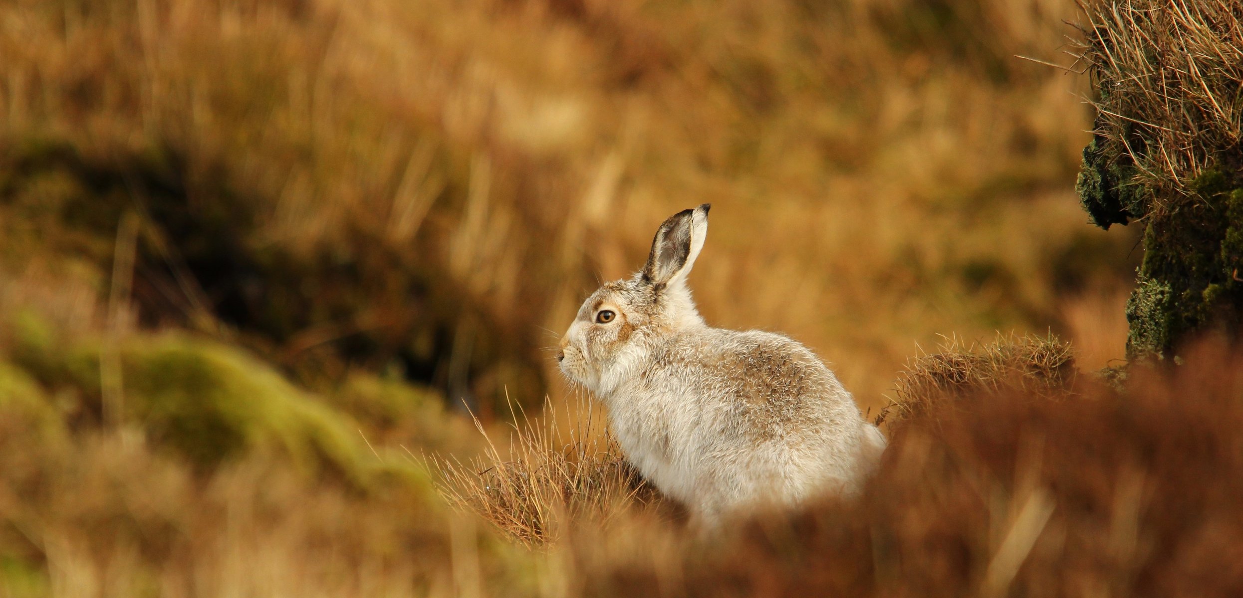 hare grass blur