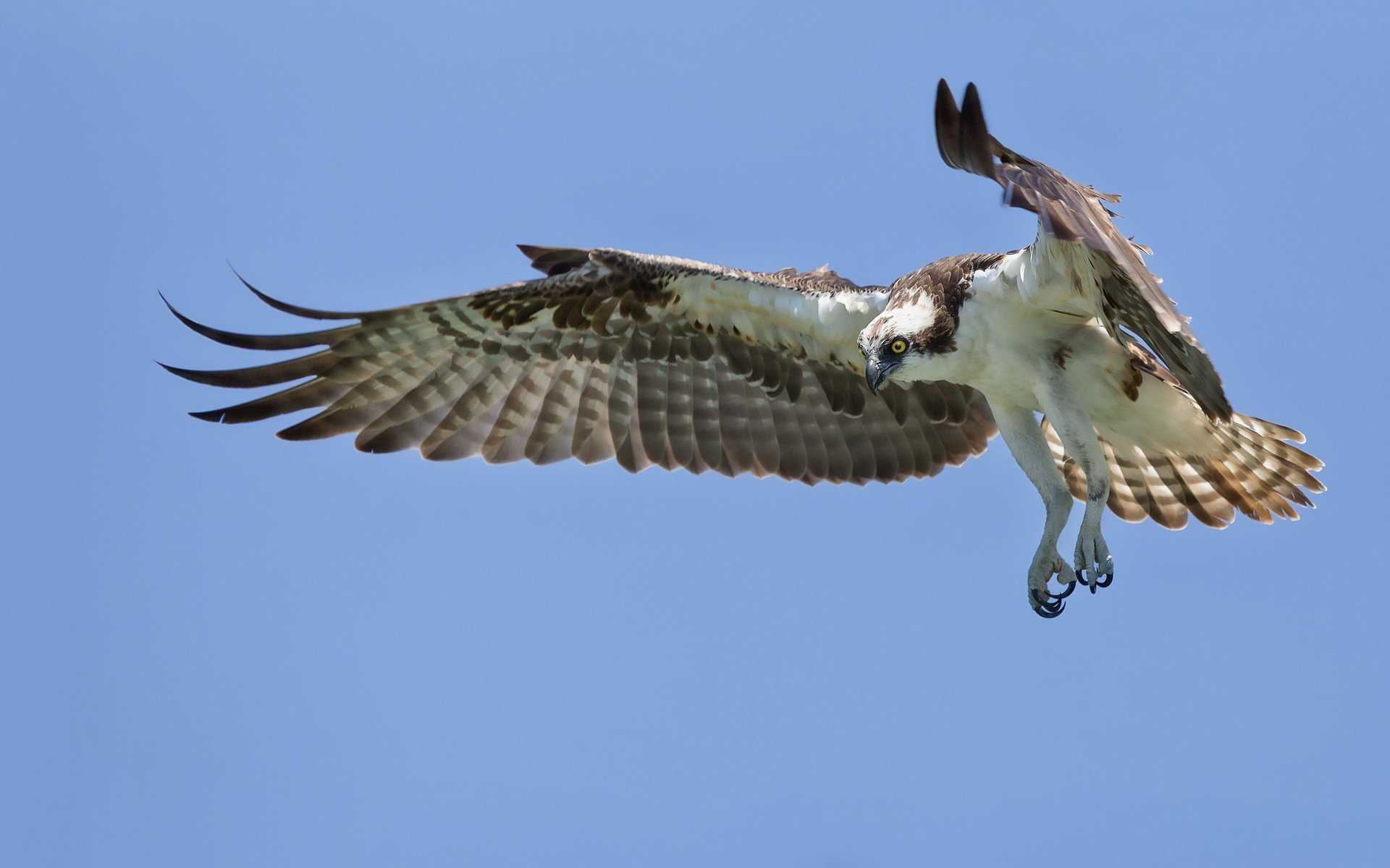 vogel himmel