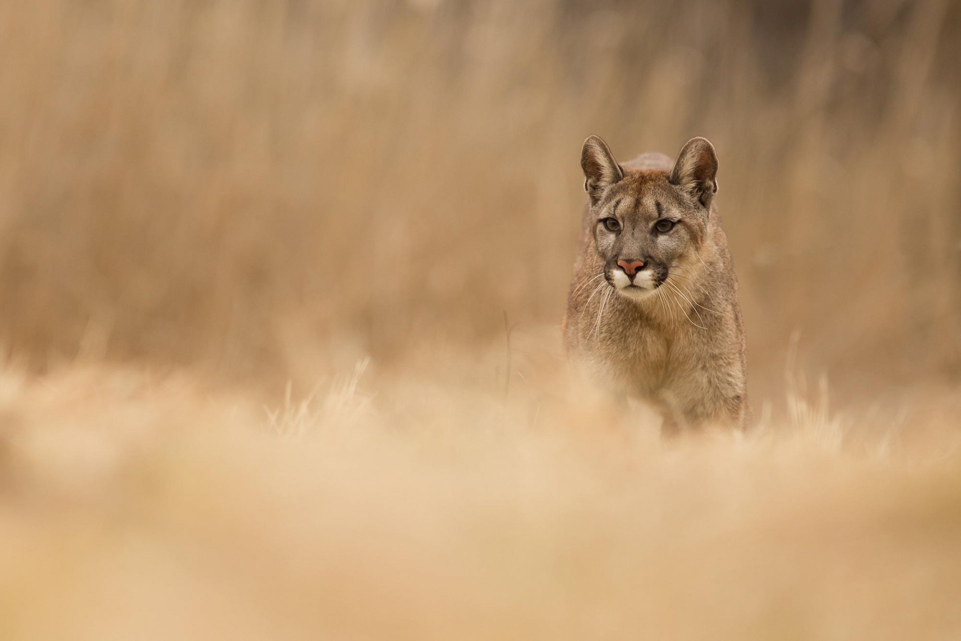 puma animal depredador naturaleza hierba