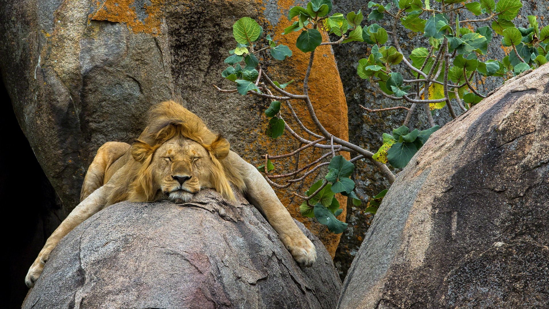 löwe natur hintergrund