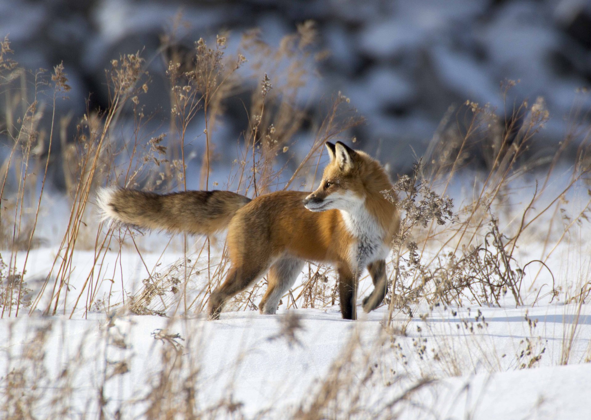 winter schnee fuchs rotschopf