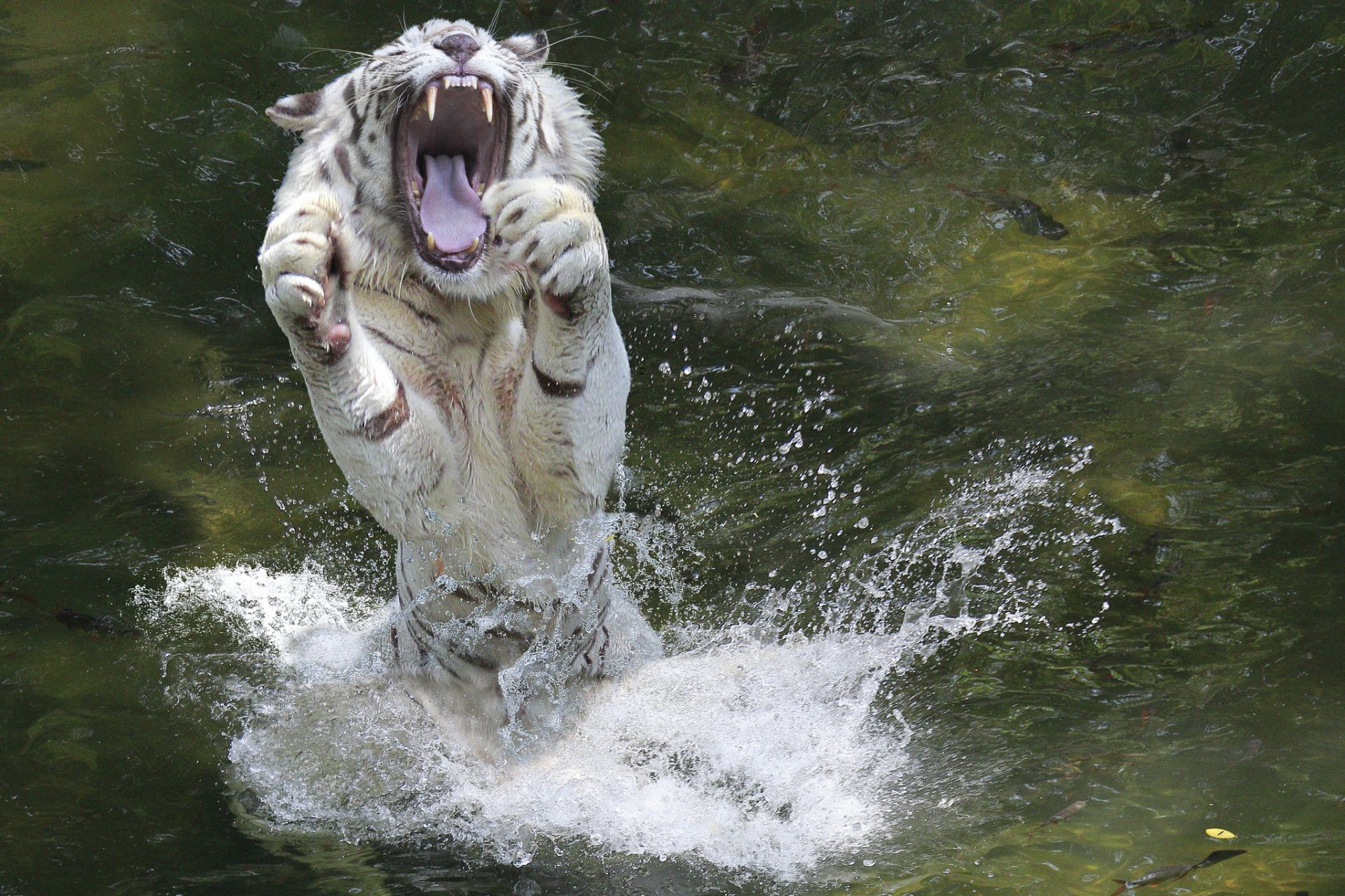 animal tigre blanco fauces patas agua salpicaduras