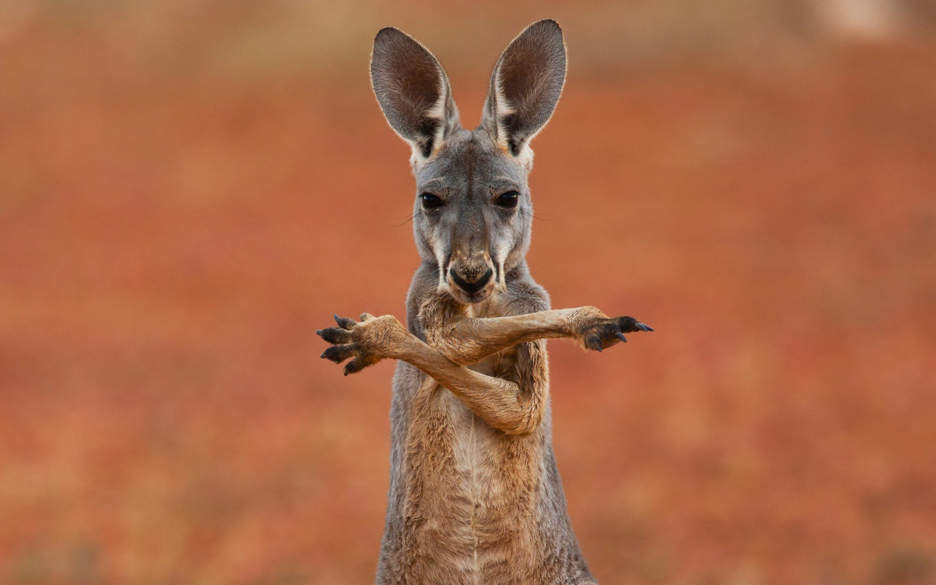 canguro australia animale marsupiale sfondo carta da parati widescreen schermo intero widescreen widescreen