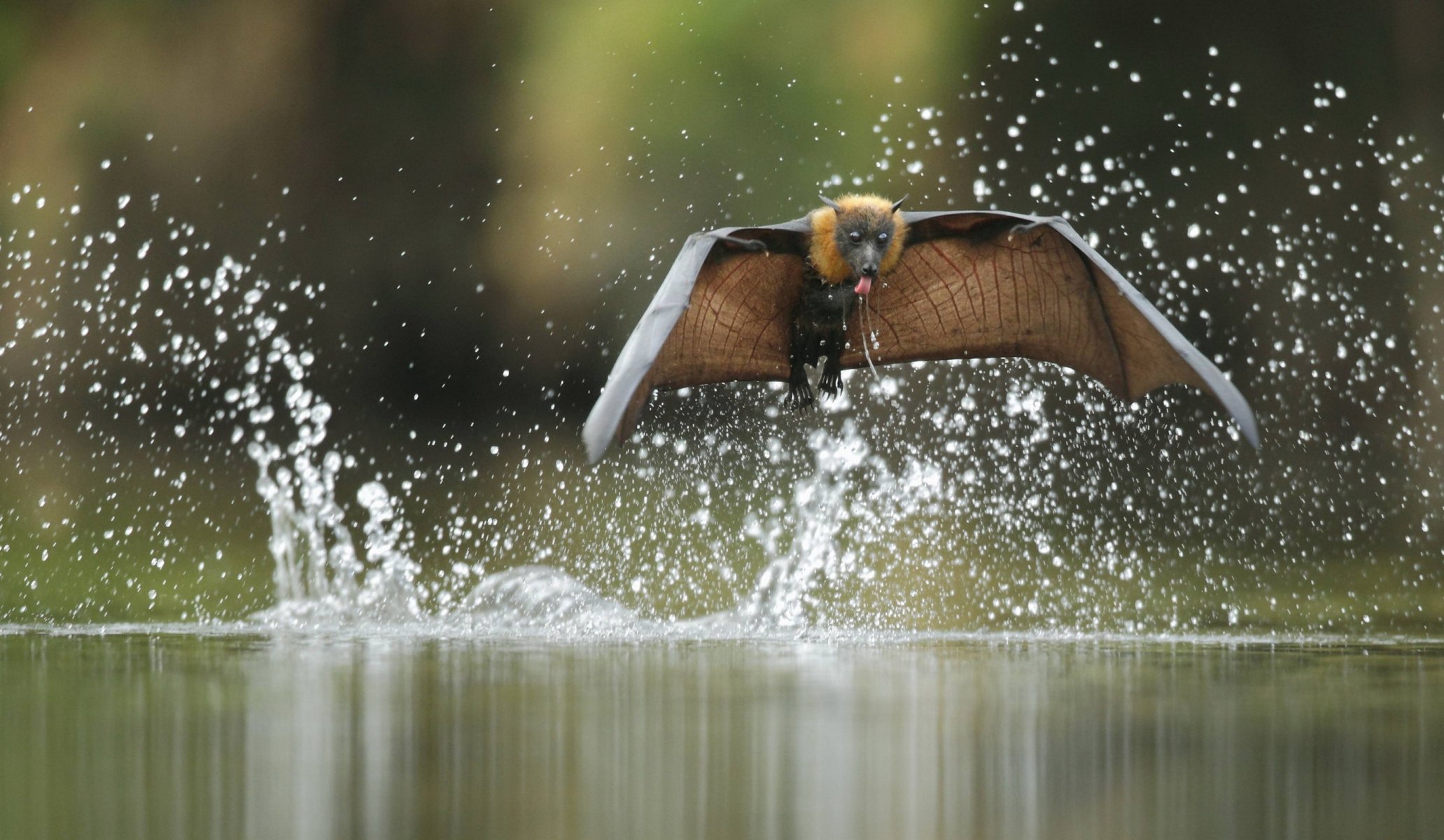 ofer levi fliegender fuchs wasser spritzen fliegen