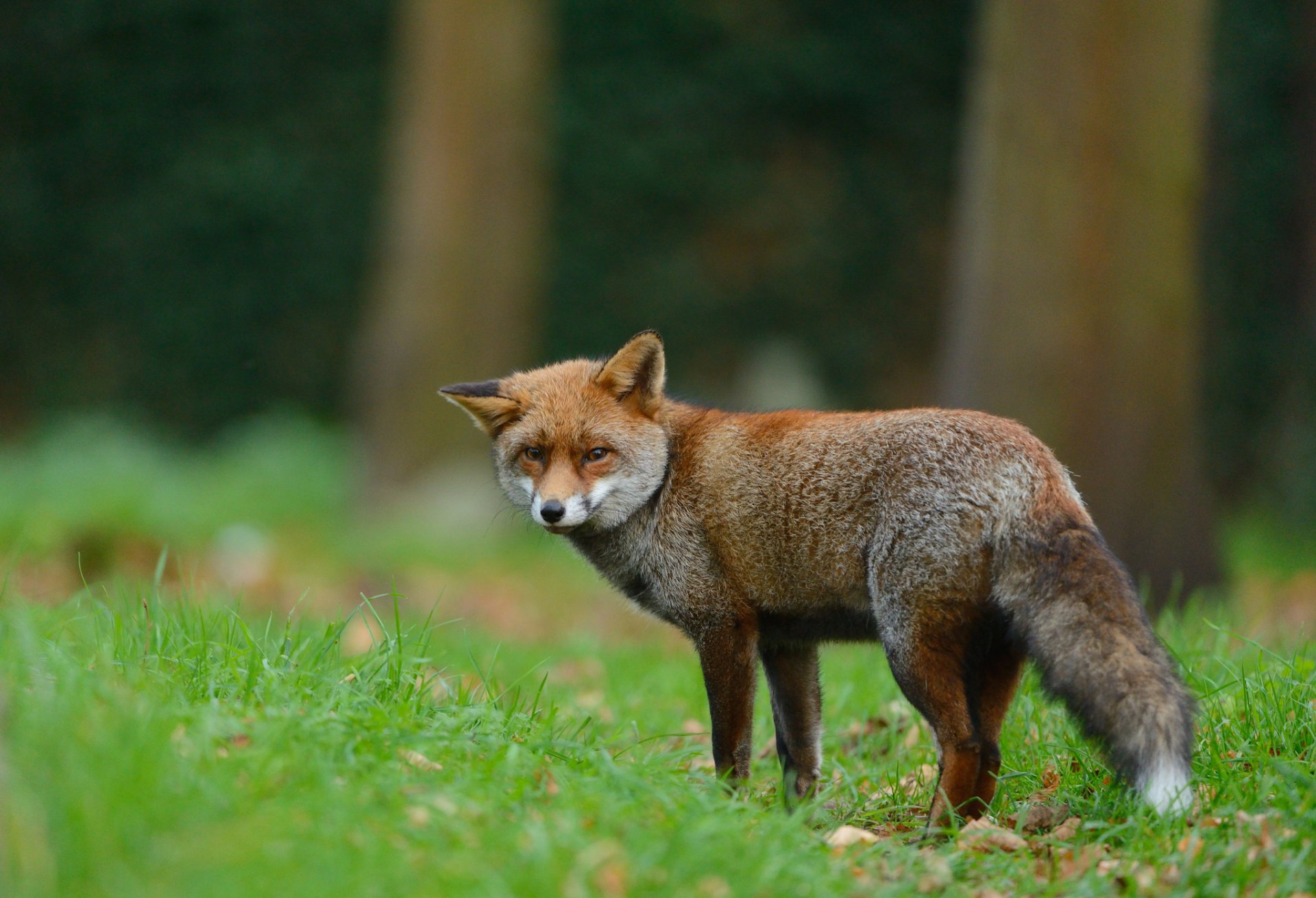 fox animals view forest grass nature